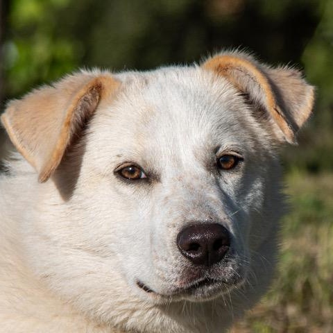 Enlarge Jaycee, a ADOPTABLE mixed breed in San Andreas, CA image 1/3