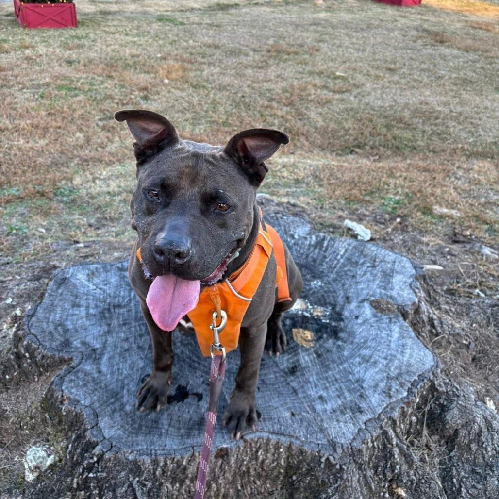 D.D., a Adoptable Mixed Breed in Hamilton, GA image 1/6