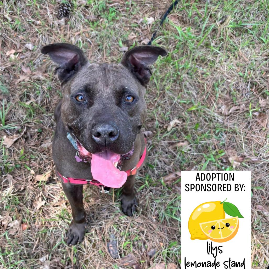 Enlarge D.D., a Adoptable Mixed Breed in Hamilton, GA image 2/6