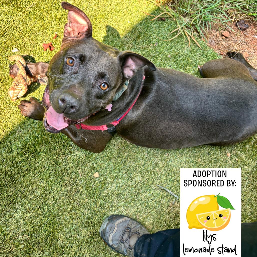 D.D. 8910, a Adoptable Mixed Breed in Hamilton, GA image 2/6