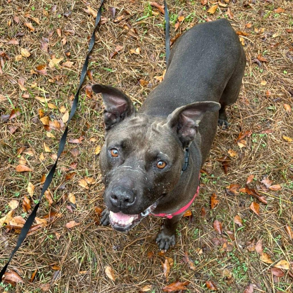 D.D., a Adoptable Mixed Breed in Hamilton, GA image 2/6