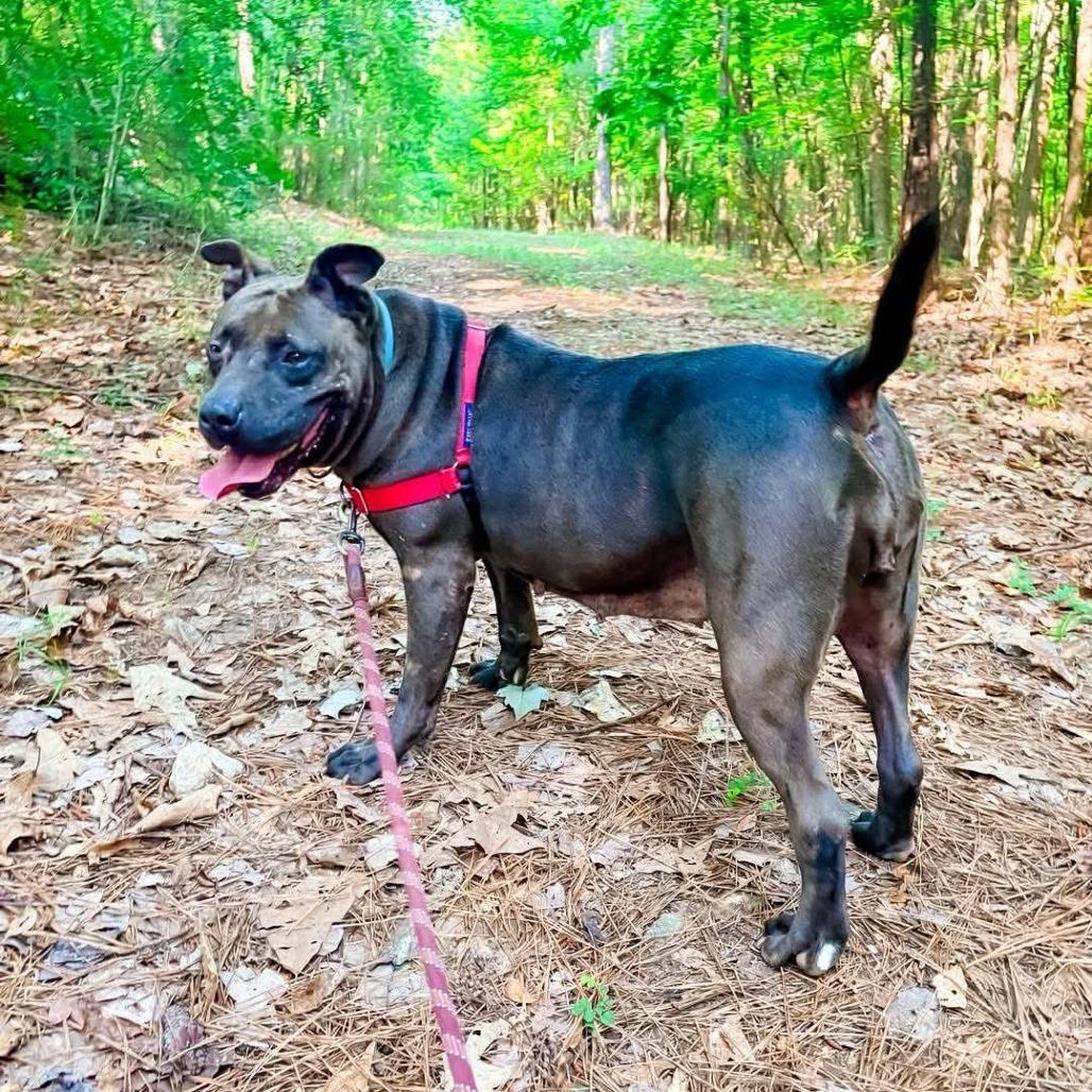 D.D., a Adoptable Mixed Breed in Hamilton, GA image 3/6