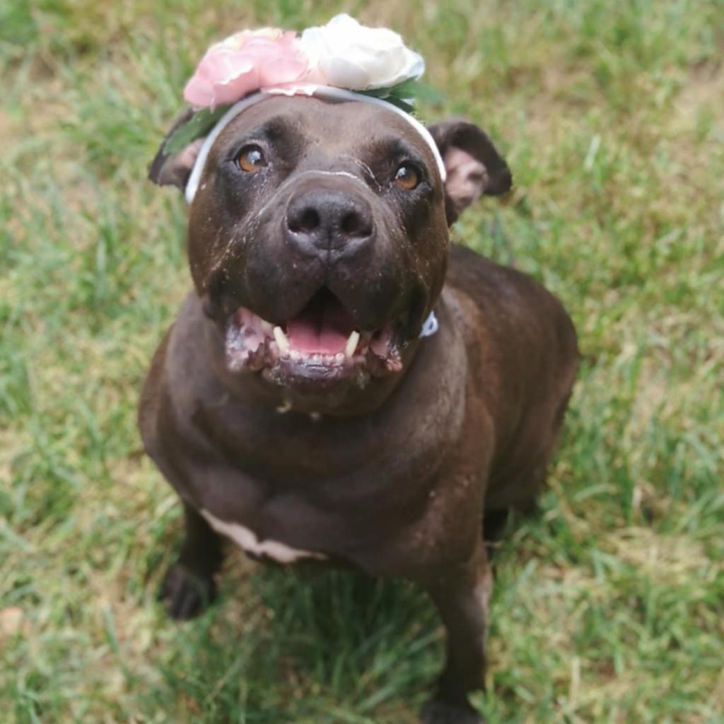 D.D., Adoptable, Senior Female Mixed Breed.