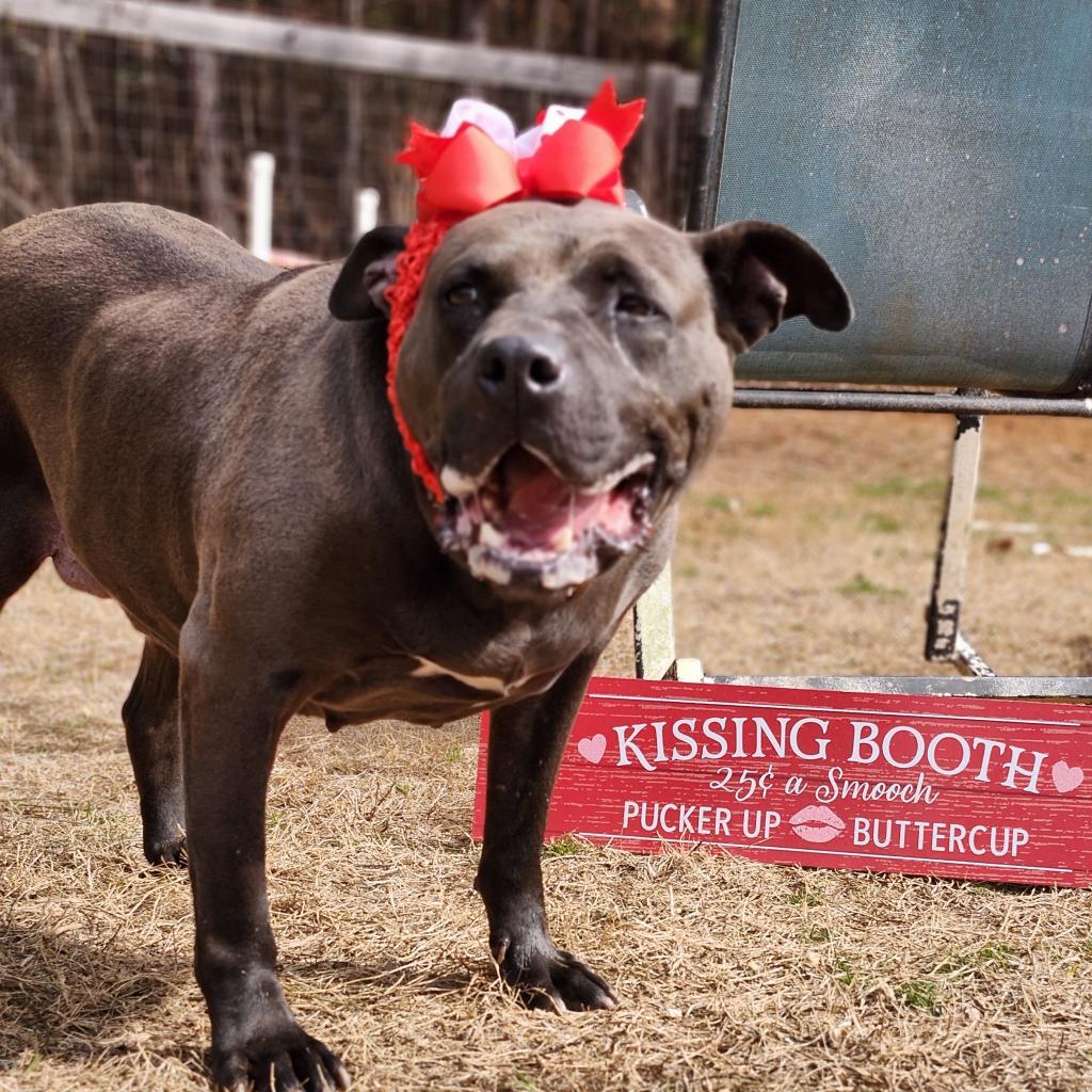 Enlarge D.D., a Adoptable Mixed Breed in Hamilton, GA image 2/6