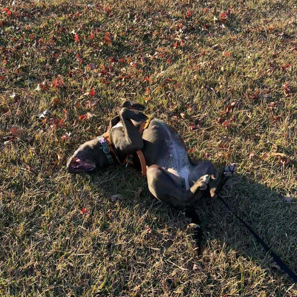 D.D., a Adoptable Mixed Breed in Hamilton, GA image 5/6