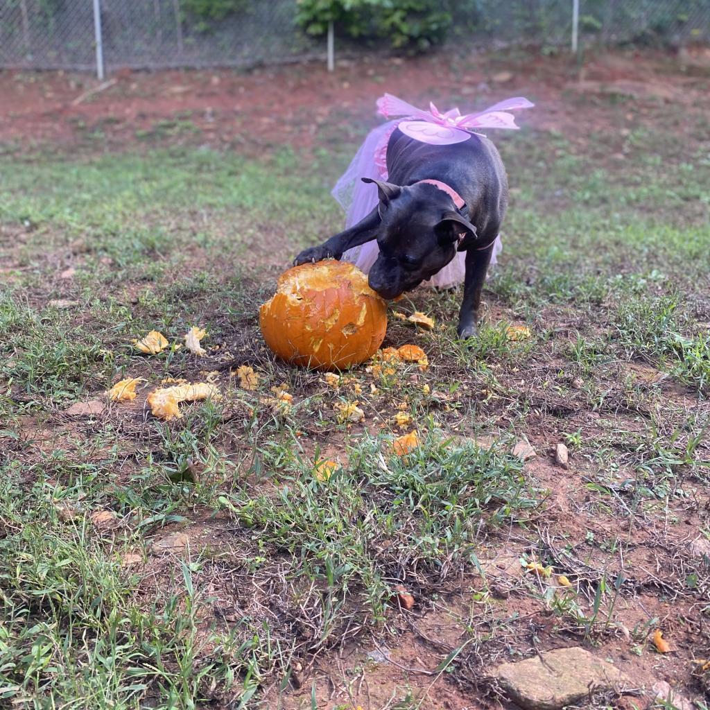 Enlarge D.D., a Adoptable Mixed Breed in Hamilton, GA image 3/6