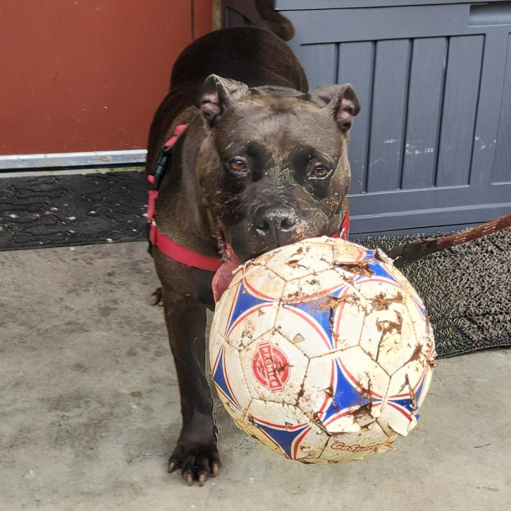 Enlarge D.D., a Adoptable Mixed Breed in Hamilton, GA image 5/6