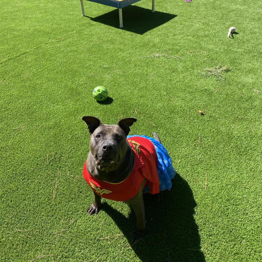 Enlarge D.D., a Adoptable Mixed Breed in Hamilton, GA image 6/6