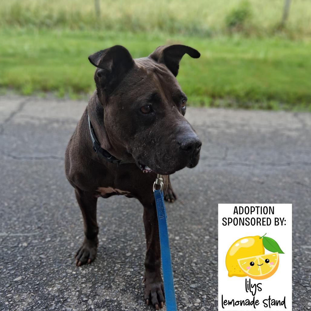 Enlarge D.D. 8910, a Adoptable Mixed Breed in Hamilton, GA image 6/6