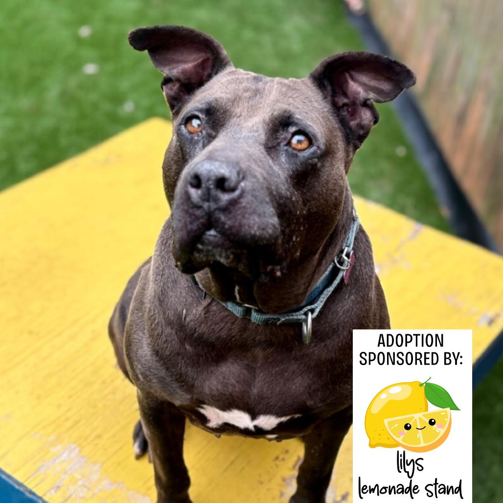 Enlarge D.D., a Adoptable Mixed Breed in Hamilton, GA image 6/6