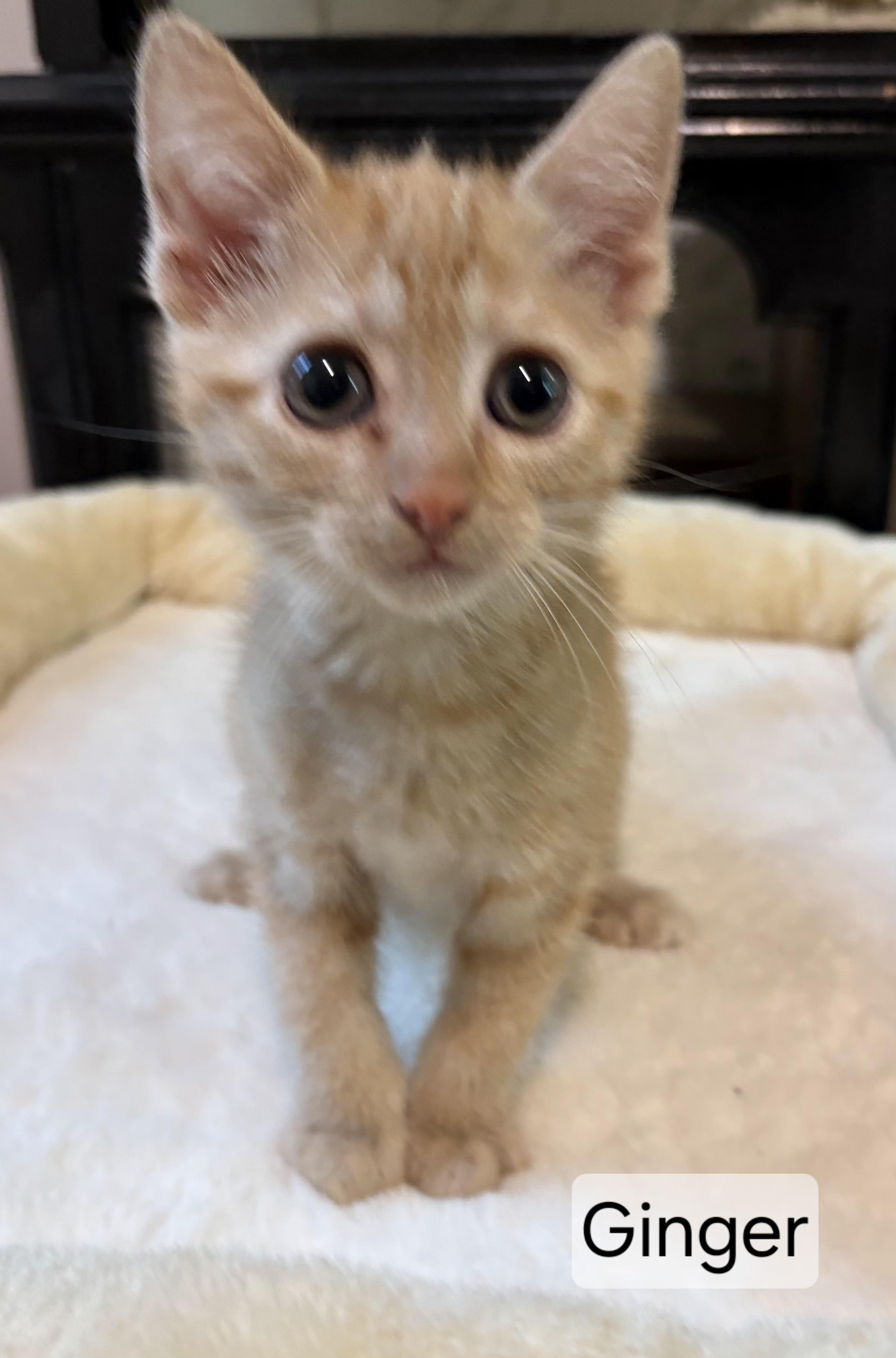 Ginger, an adopted Domestic Short Hair in Aurora, NE image 2/2