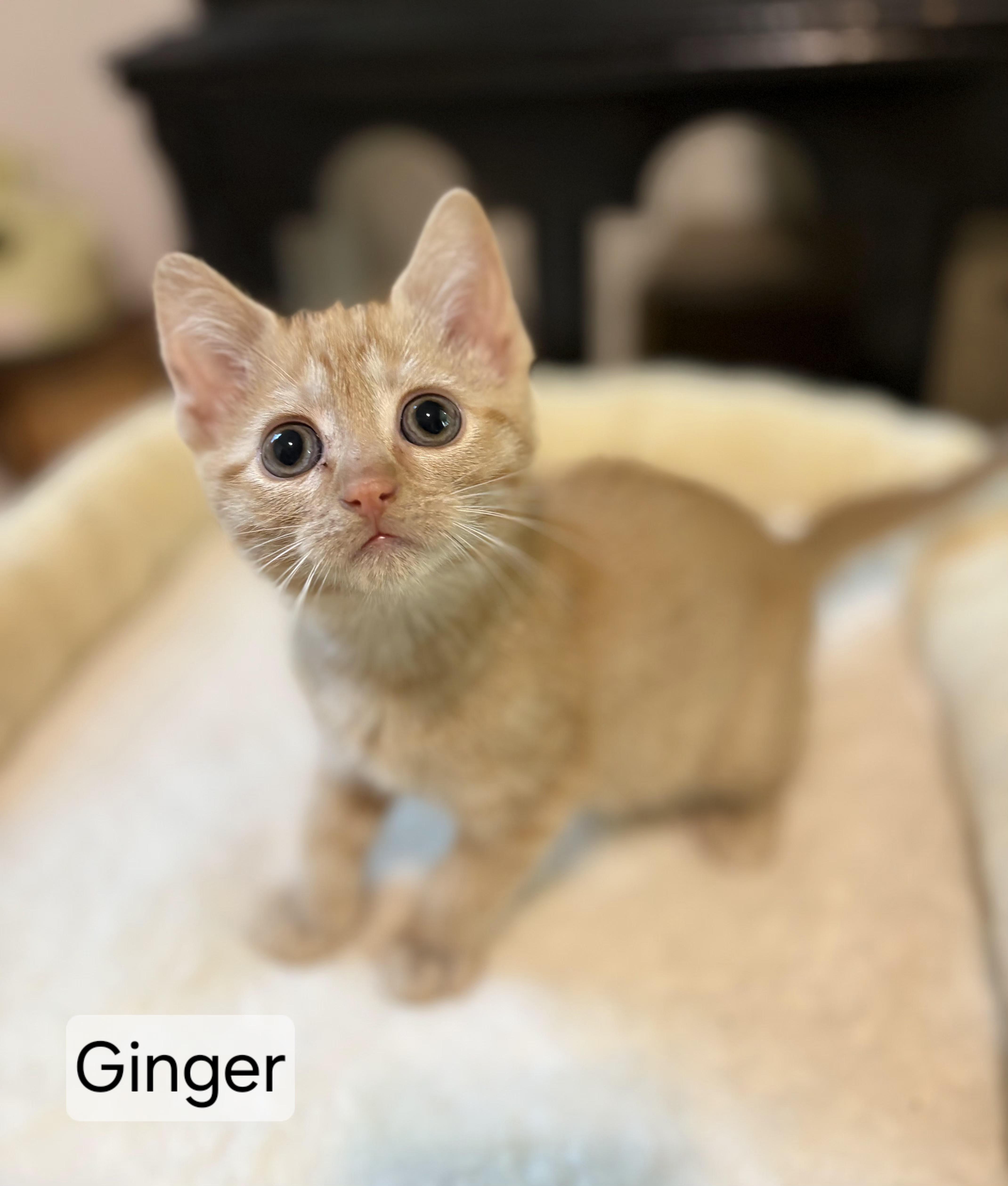 Ginger, adopted, Young Female Domestic Short Hair.