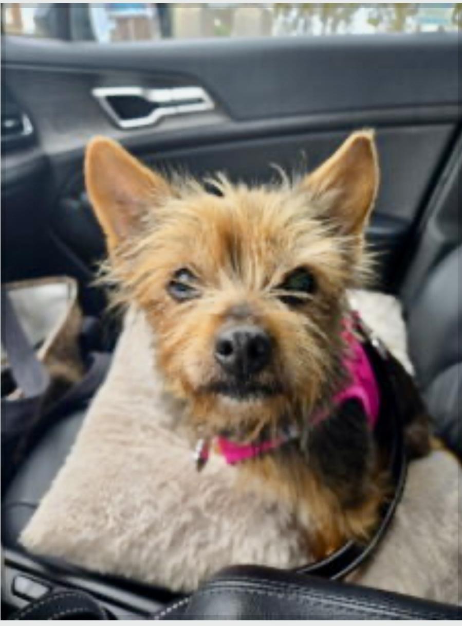 Coco Chanel, Adoptable, Adult Female Yorkshire Terrier.