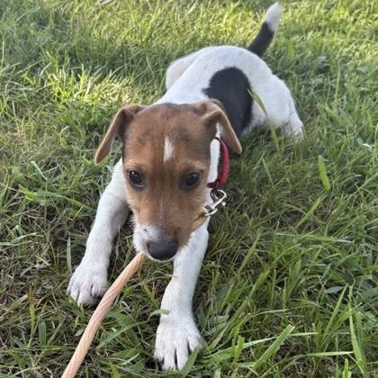 Enlarge Bob, a Adoptable mixed breed in Janesville, WI image 1/3