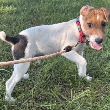 Enlarge Bob, a Adoptable mixed breed in Janesville, WI image 2/3