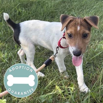 Enlarge Bob, a Adoptable mixed breed in Janesville, WI image 3/3