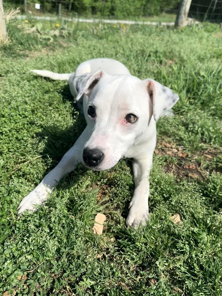 Enlarge AURORA, a Adoptable mixed breed in Lexington, TN image 1/6