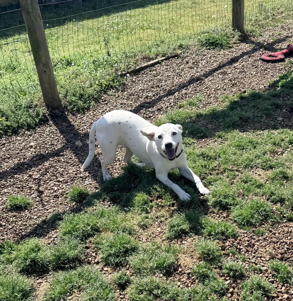 Enlarge AURORA, a Adoptable mixed breed in Lexington, TN image 2/6