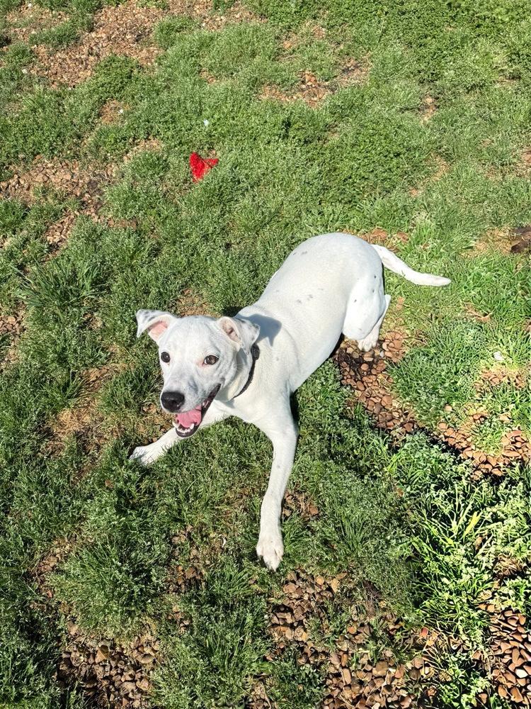 Enlarge AURORA, a Adoptable mixed breed in Lexington, TN image 3/6