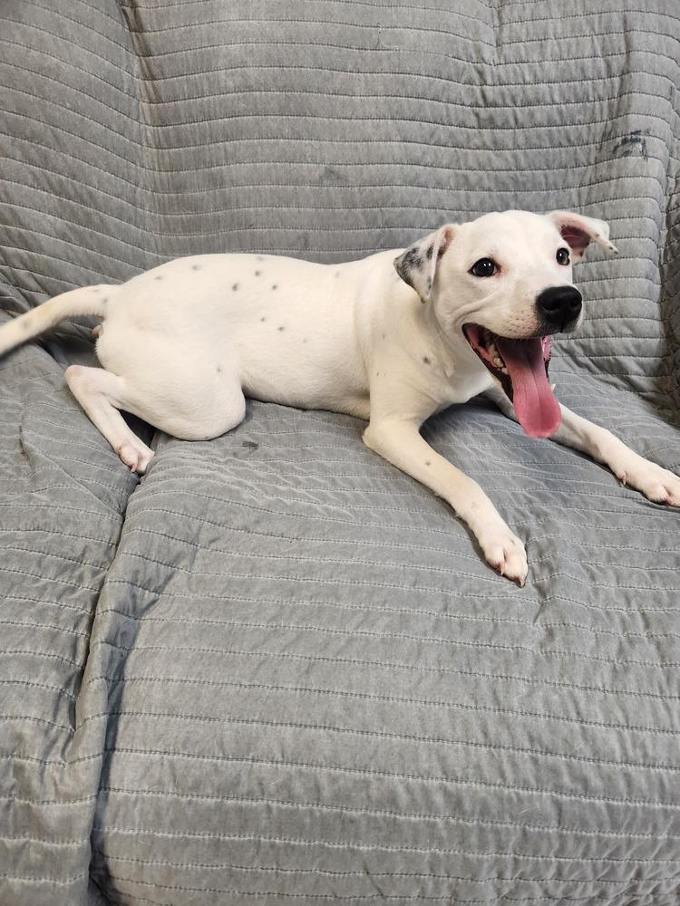 AURORA, Adoptable, Young Female Staffordshire Bull Terrier & Mixed Breed.