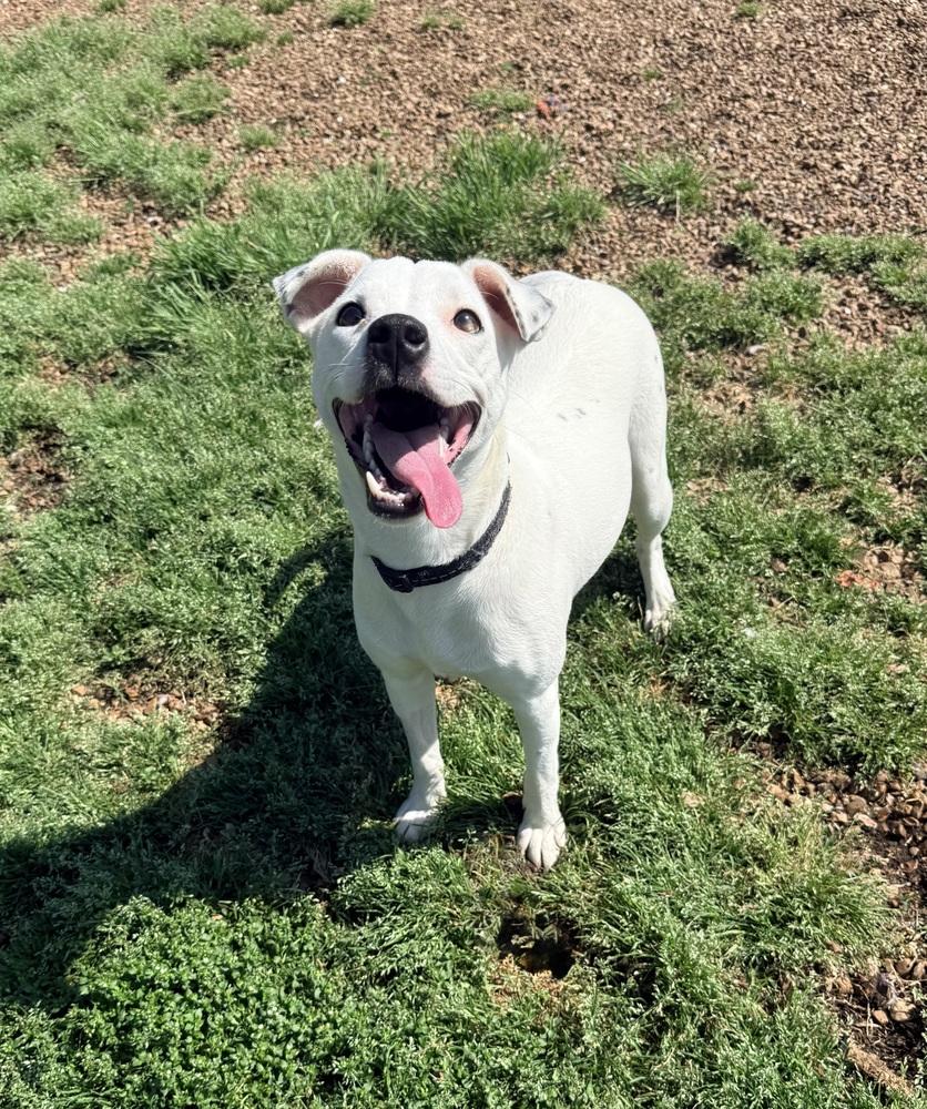 Enlarge AURORA, a Adoptable mixed breed in Lexington, TN image 5/6