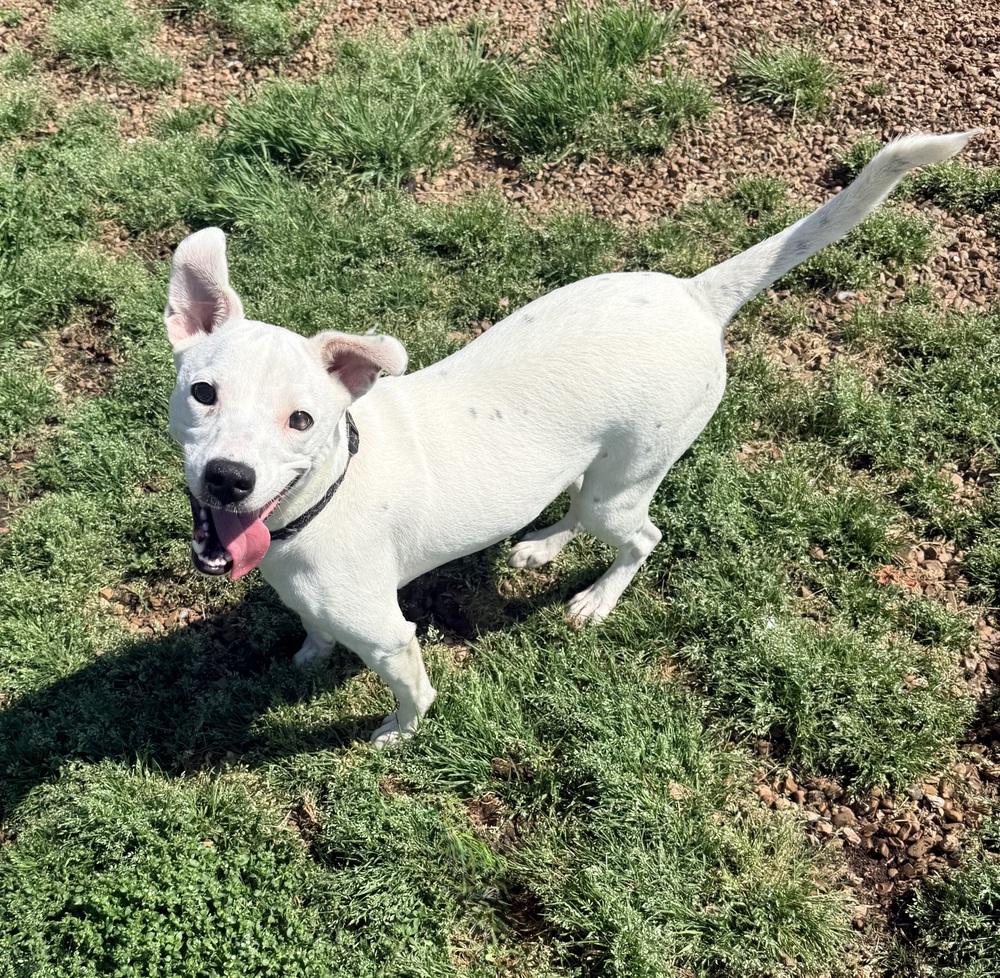 Enlarge AURORA, a Adoptable mixed breed in Lexington, TN image 6/6