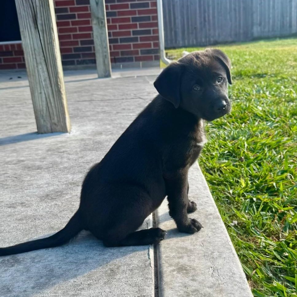 Enlarge Andie, a ADOPTABLE mixed breed in Alvin, TX image 5/6