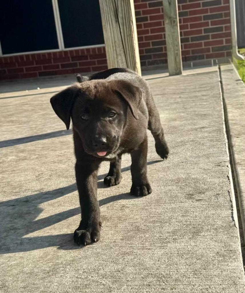 Enlarge Andie, a ADOPTABLE mixed breed in Alvin, TX image 3/6