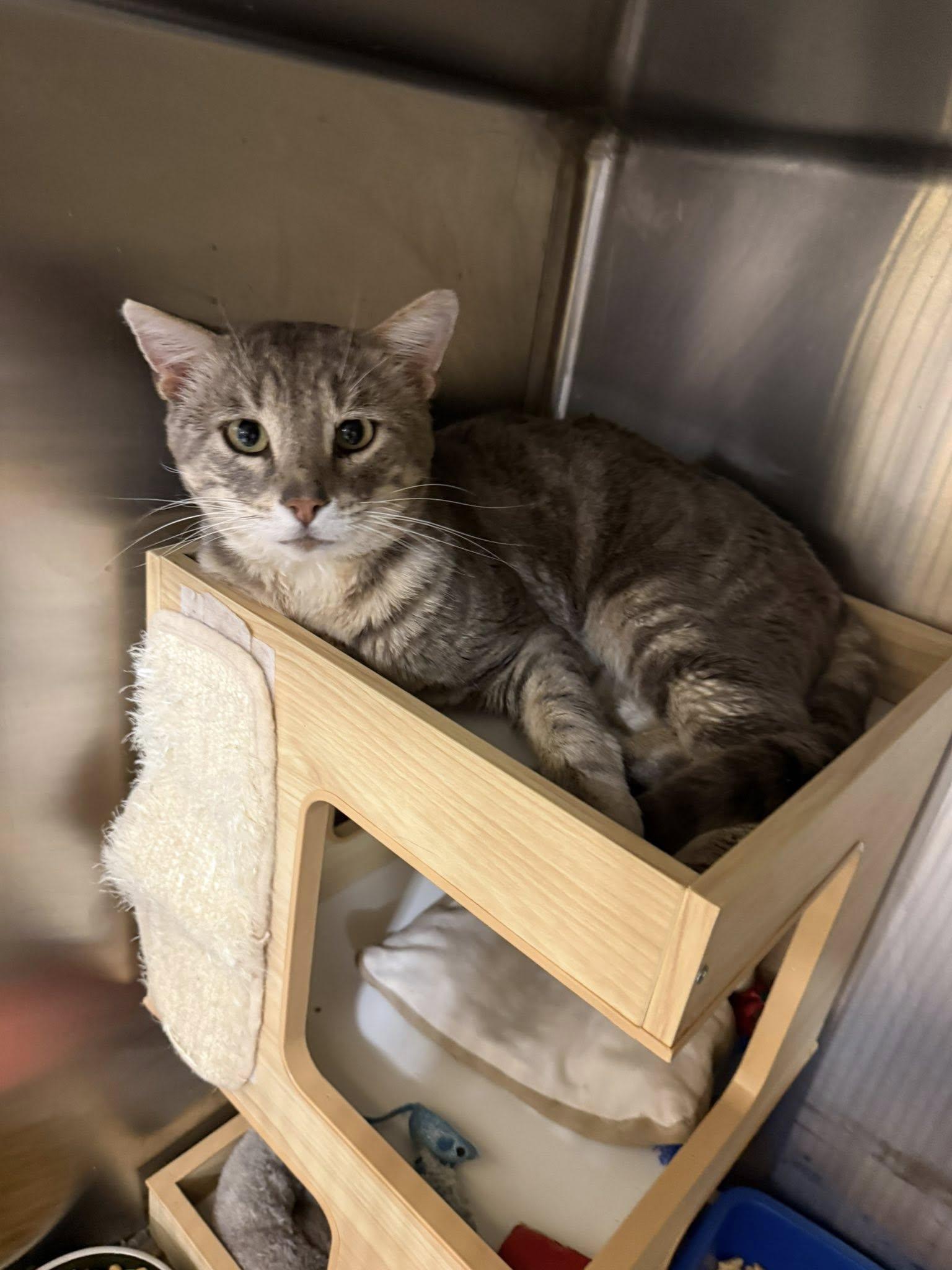 Karl MCACC (FIV+), a ADOPTABLE Domestic Short Hair in Clarksville, TN image 2/2