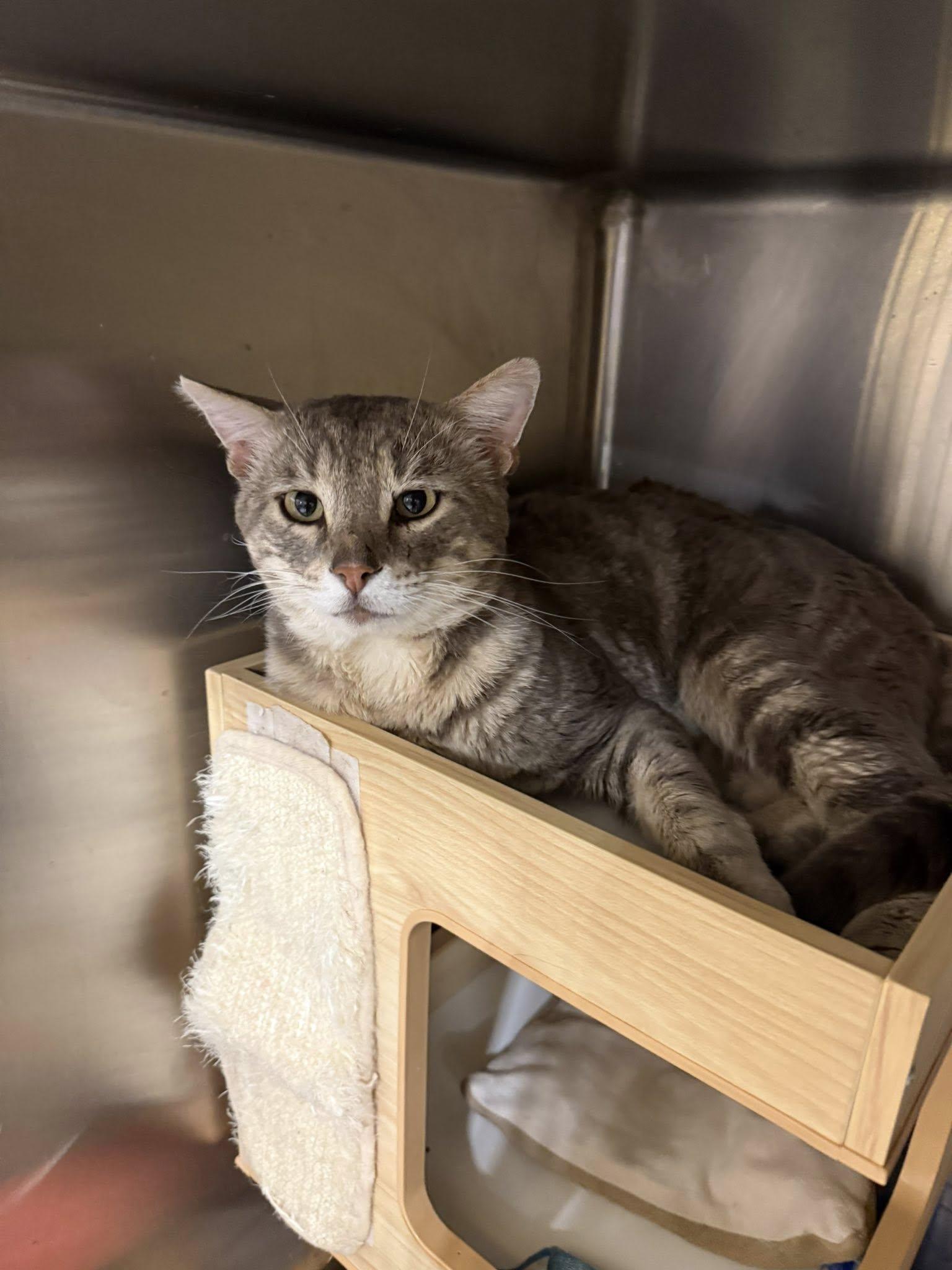 Karl MCACC (FIV+), a ADOPTABLE Domestic Short Hair in Clarksville, TN image 1/2