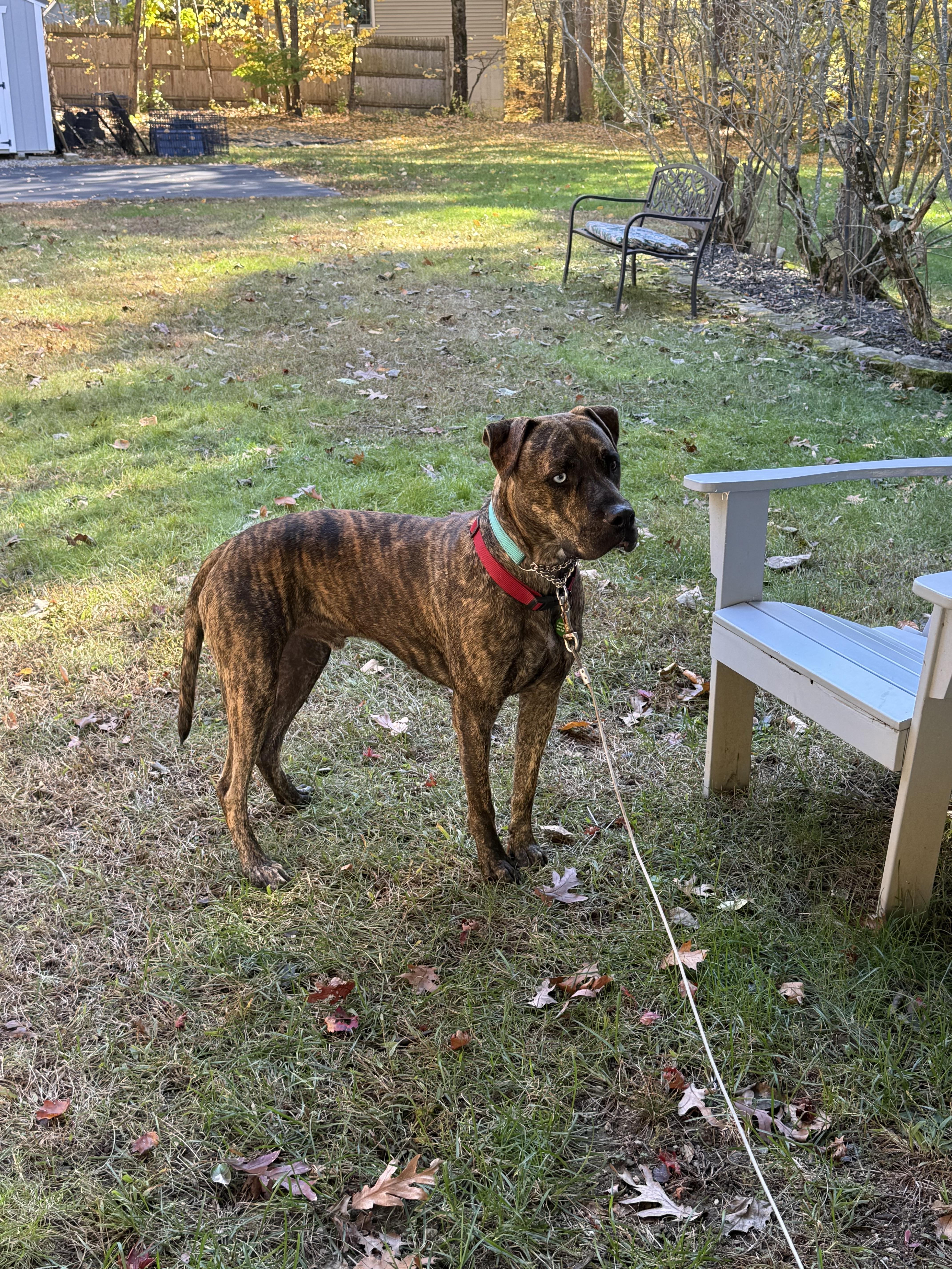 Enlarge Blue, a Adopted mixed breed in Douglas, MA image 5/6