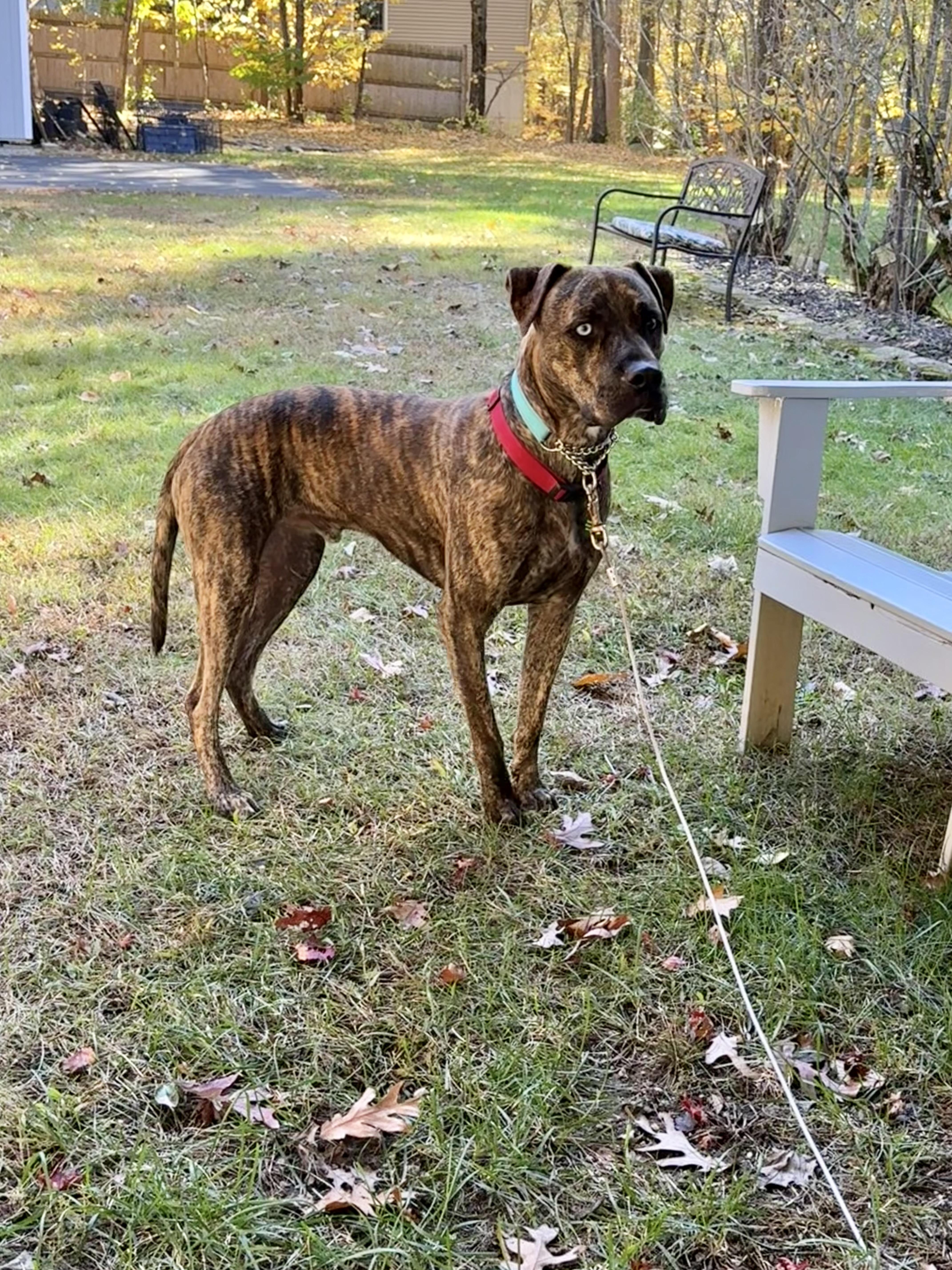 Enlarge Blue, a Adopted mixed breed in Douglas, MA image 4/6