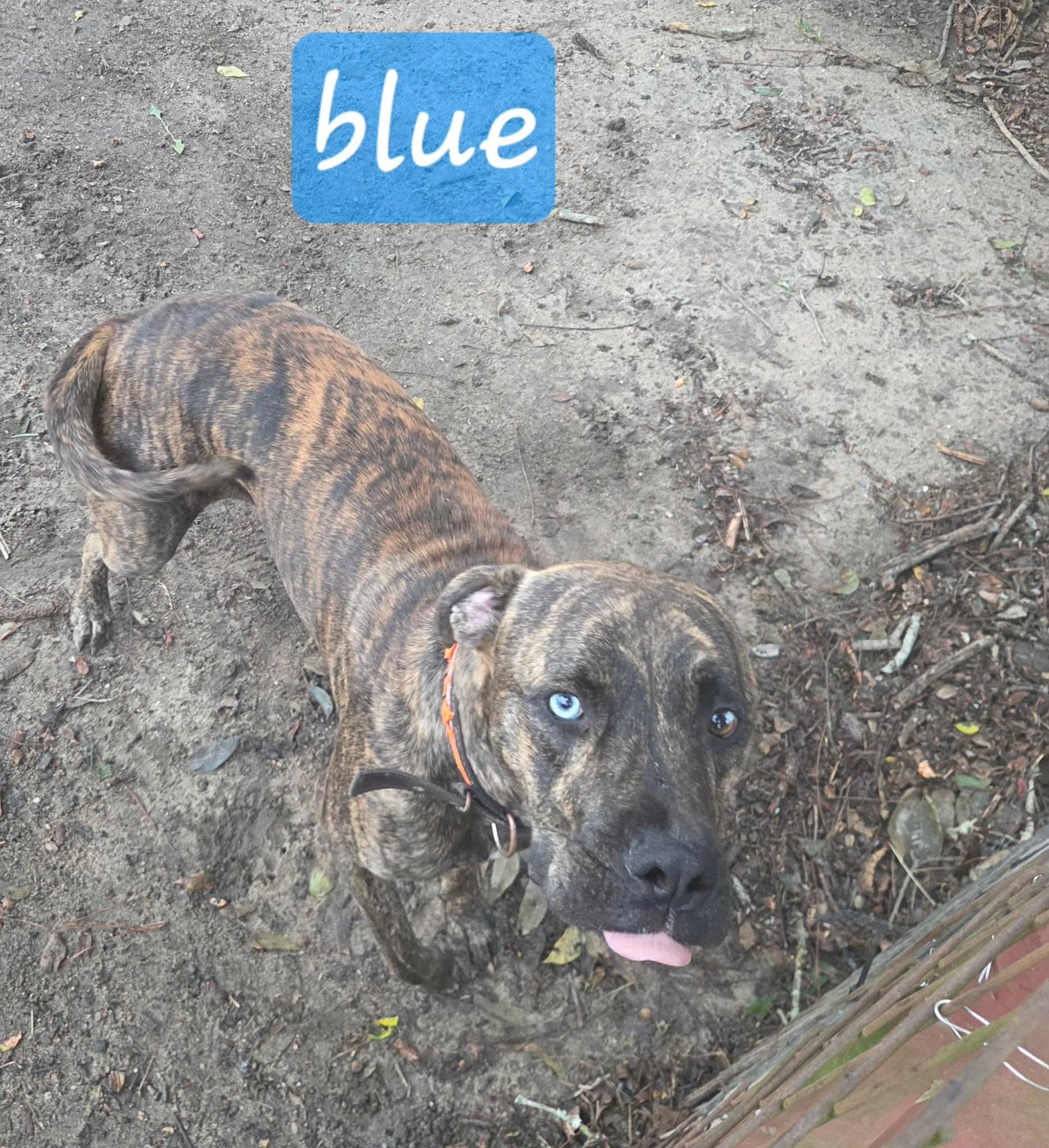 Blue, Adopted, Young Male Mixed Breed.