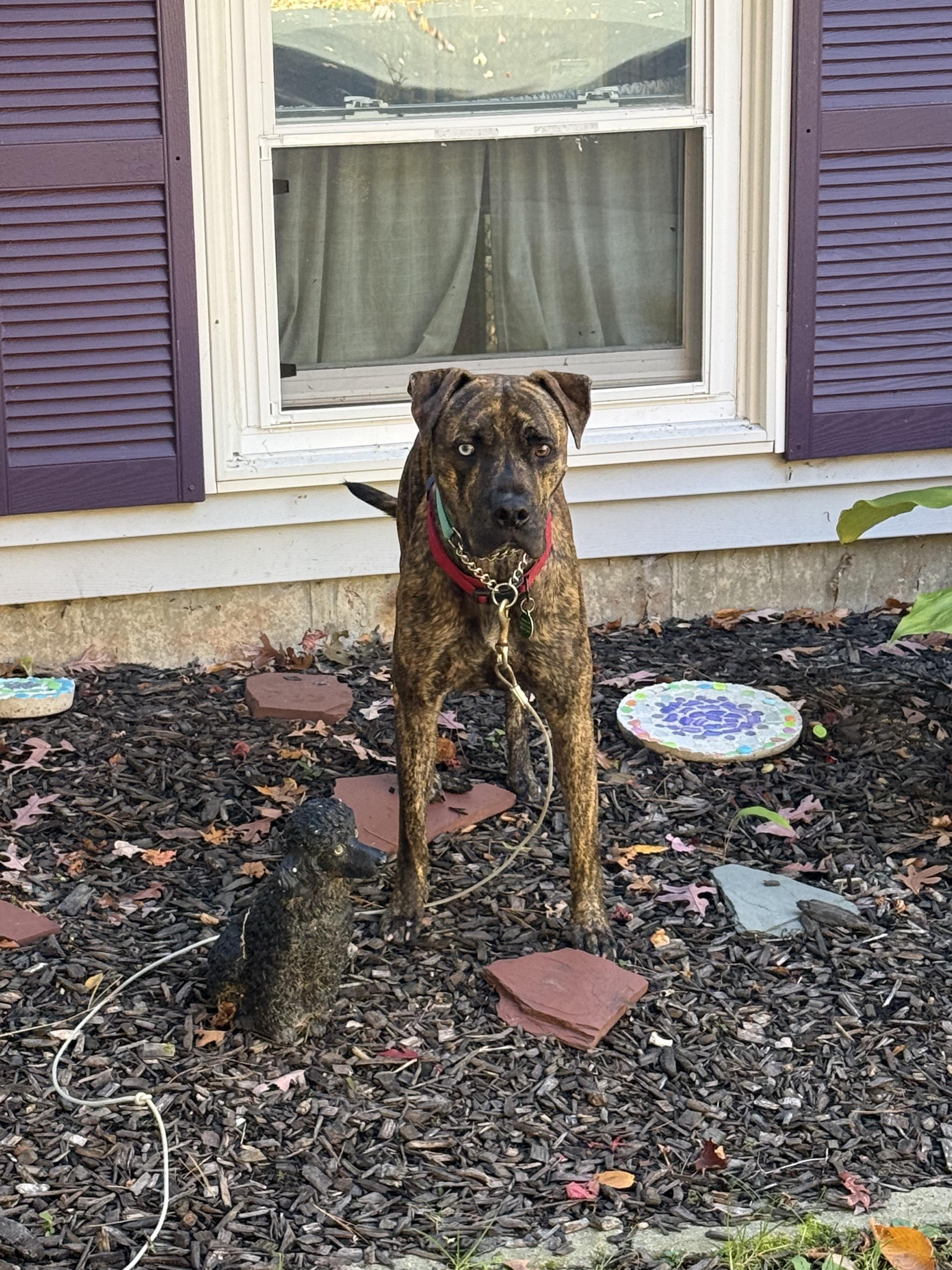 Enlarge Blue, a Adopted mixed breed in Douglas, MA image 6/6