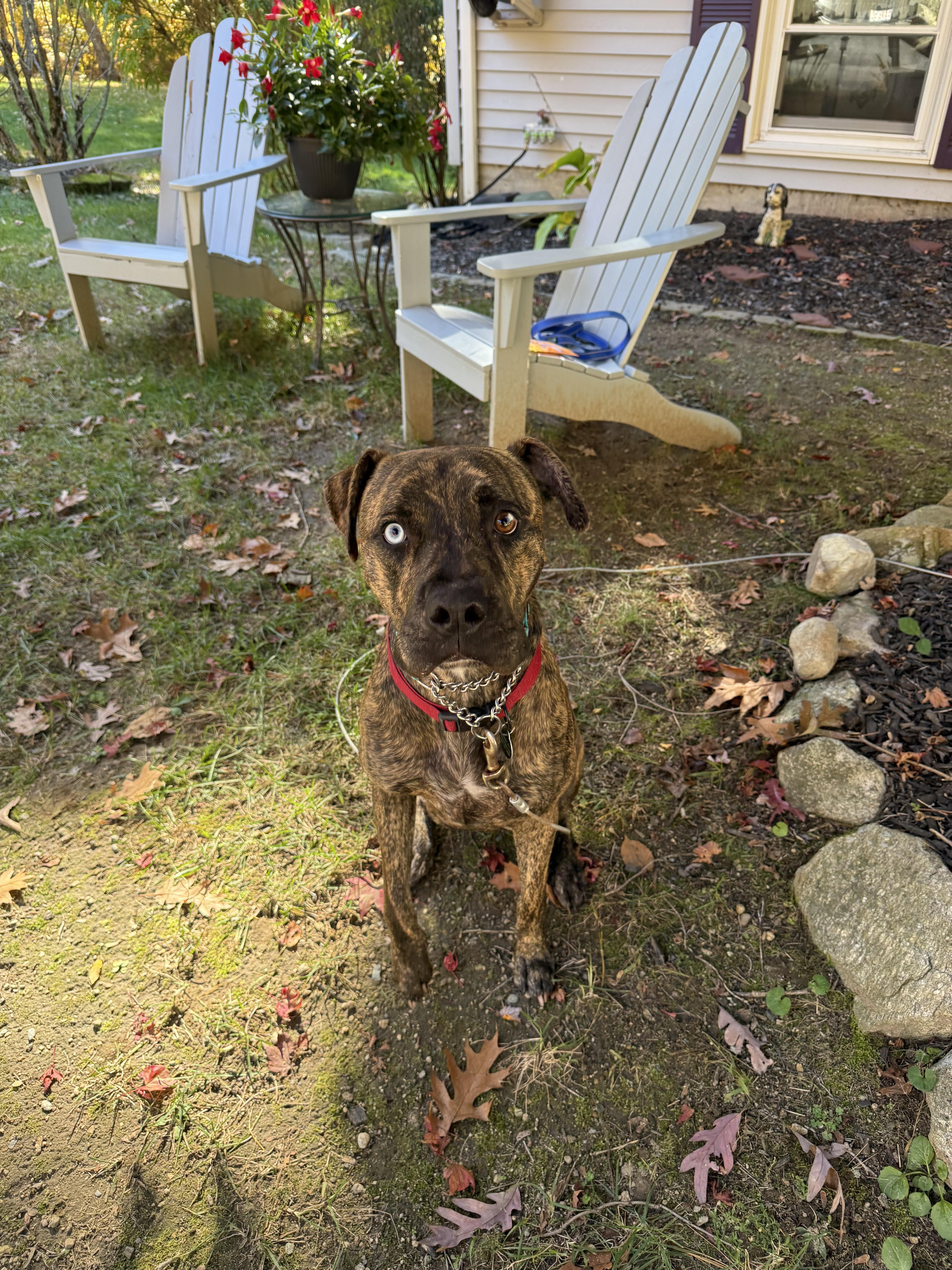 Enlarge Blue, a Adopted mixed breed in Douglas, MA image 3/6