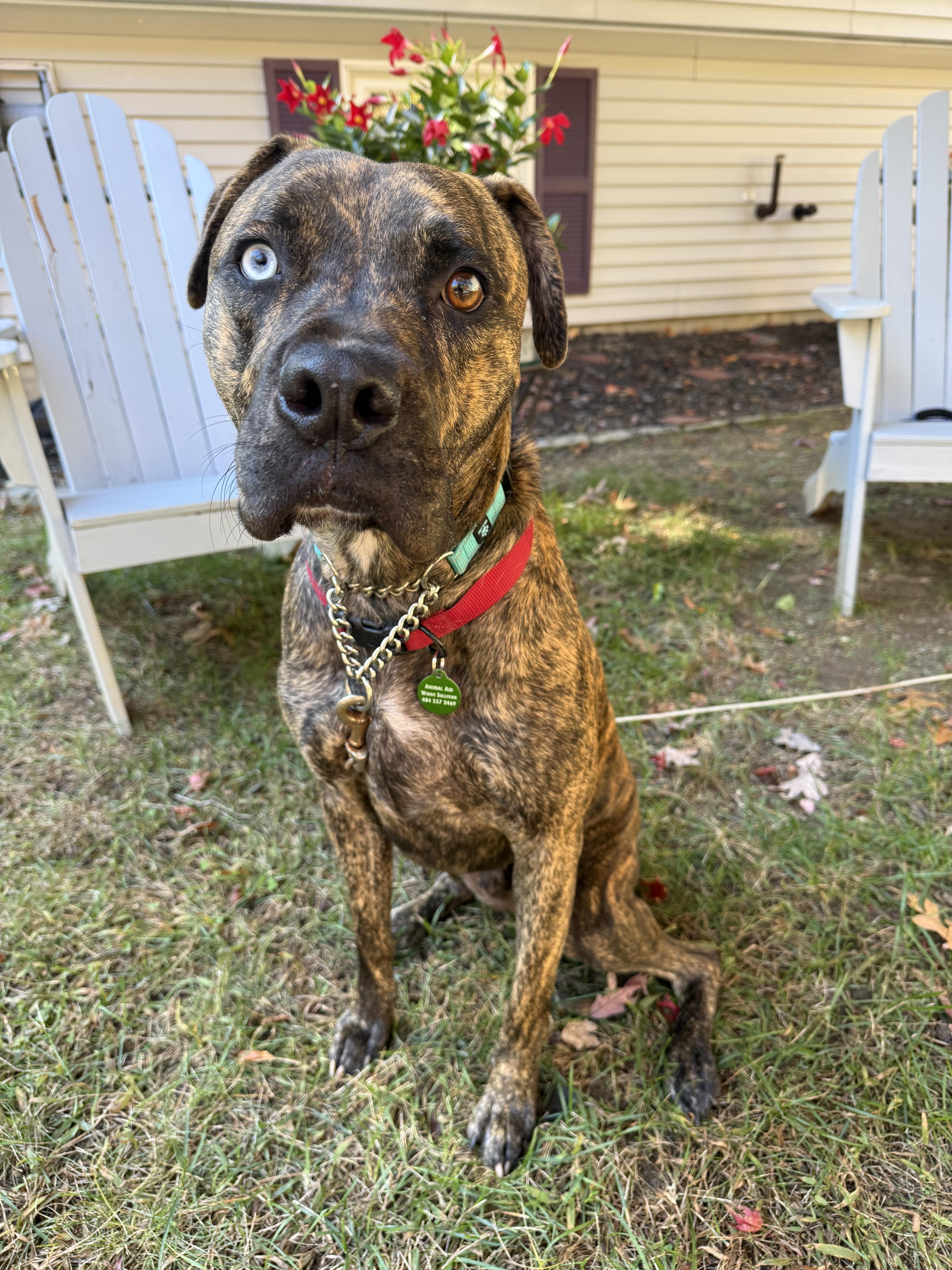 Enlarge Blue, a Adopted mixed breed in Douglas, MA image 2/6