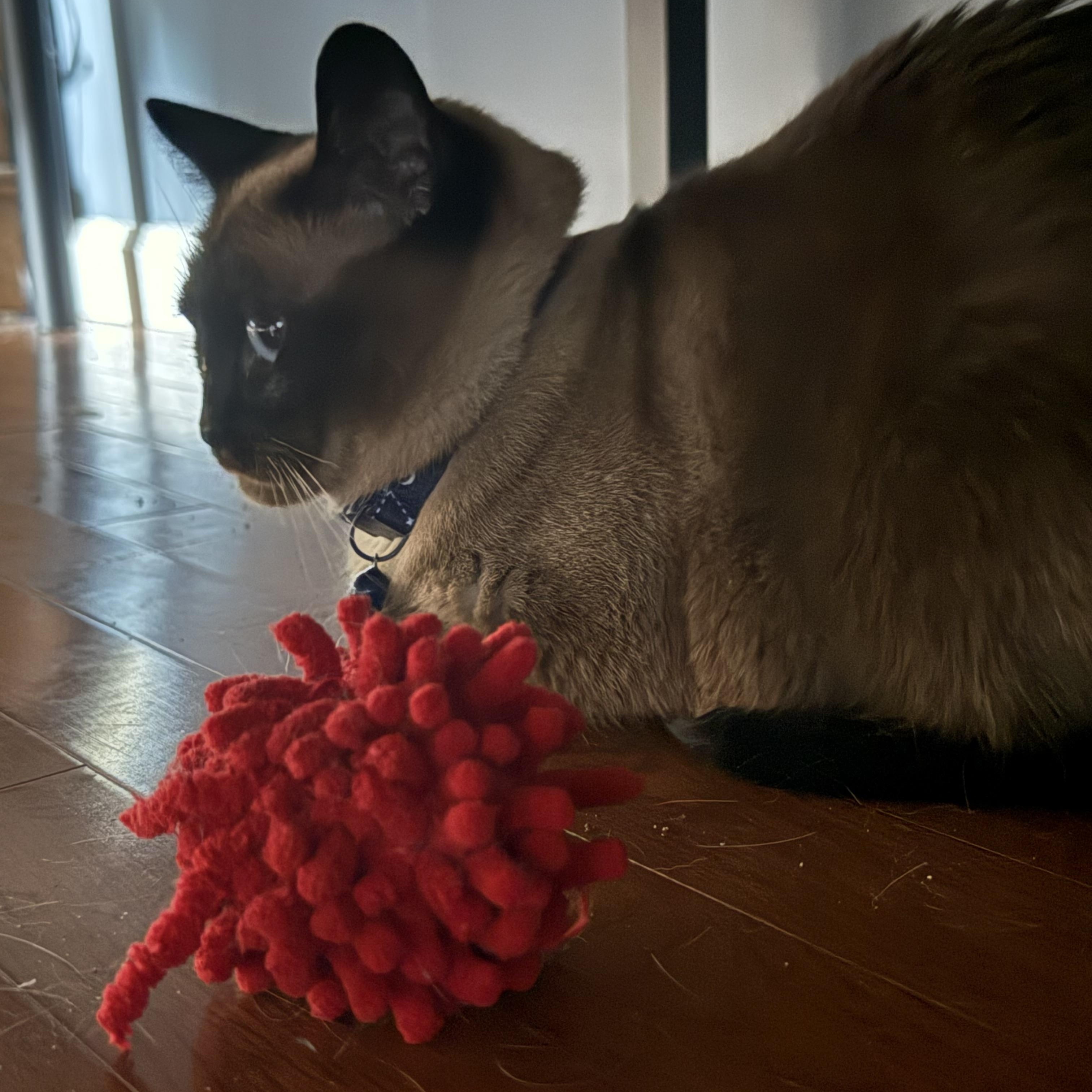 Enlarge Lily & Jasmine - Bonded Purebred Siamese Sisters, a Adopted Siamese in Hagerstown, MD image 3/5