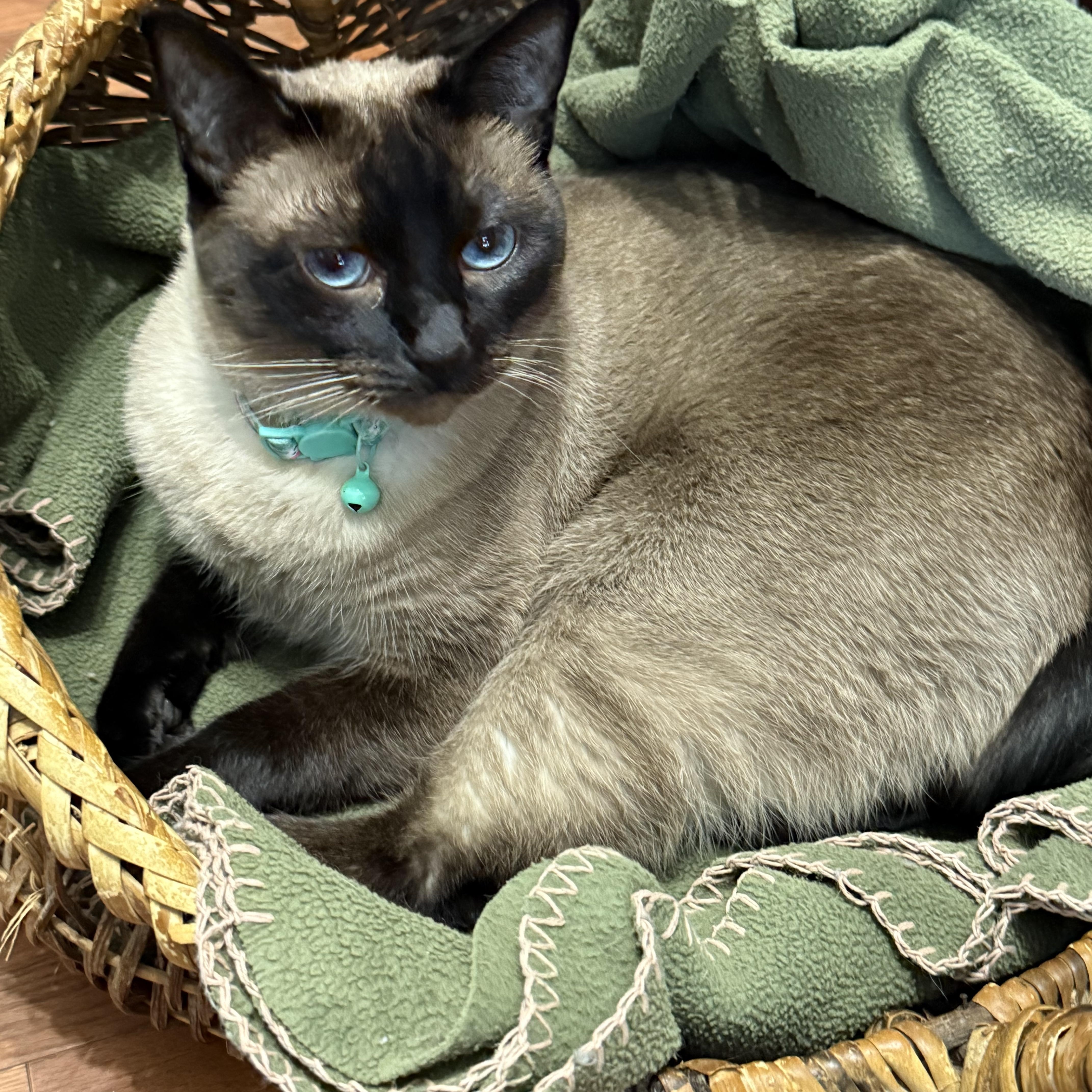 Enlarge Lily & Jasmine - Bonded Purebred Siamese Sisters, a Adopted Siamese in Hagerstown, MD image 5/5