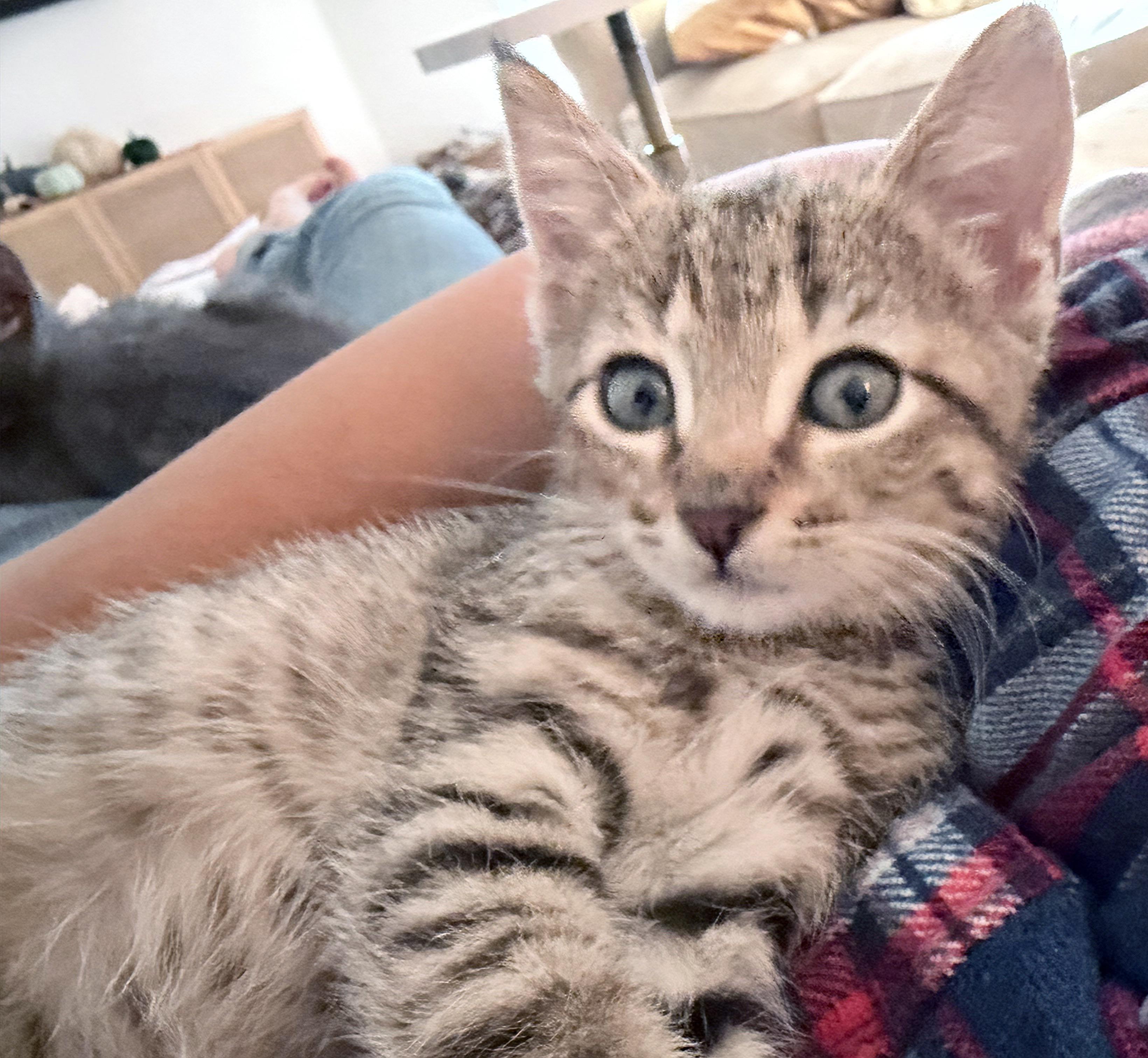 Hermione, a Adoptable mixed breed in Lake Monroe, FL image 4/4