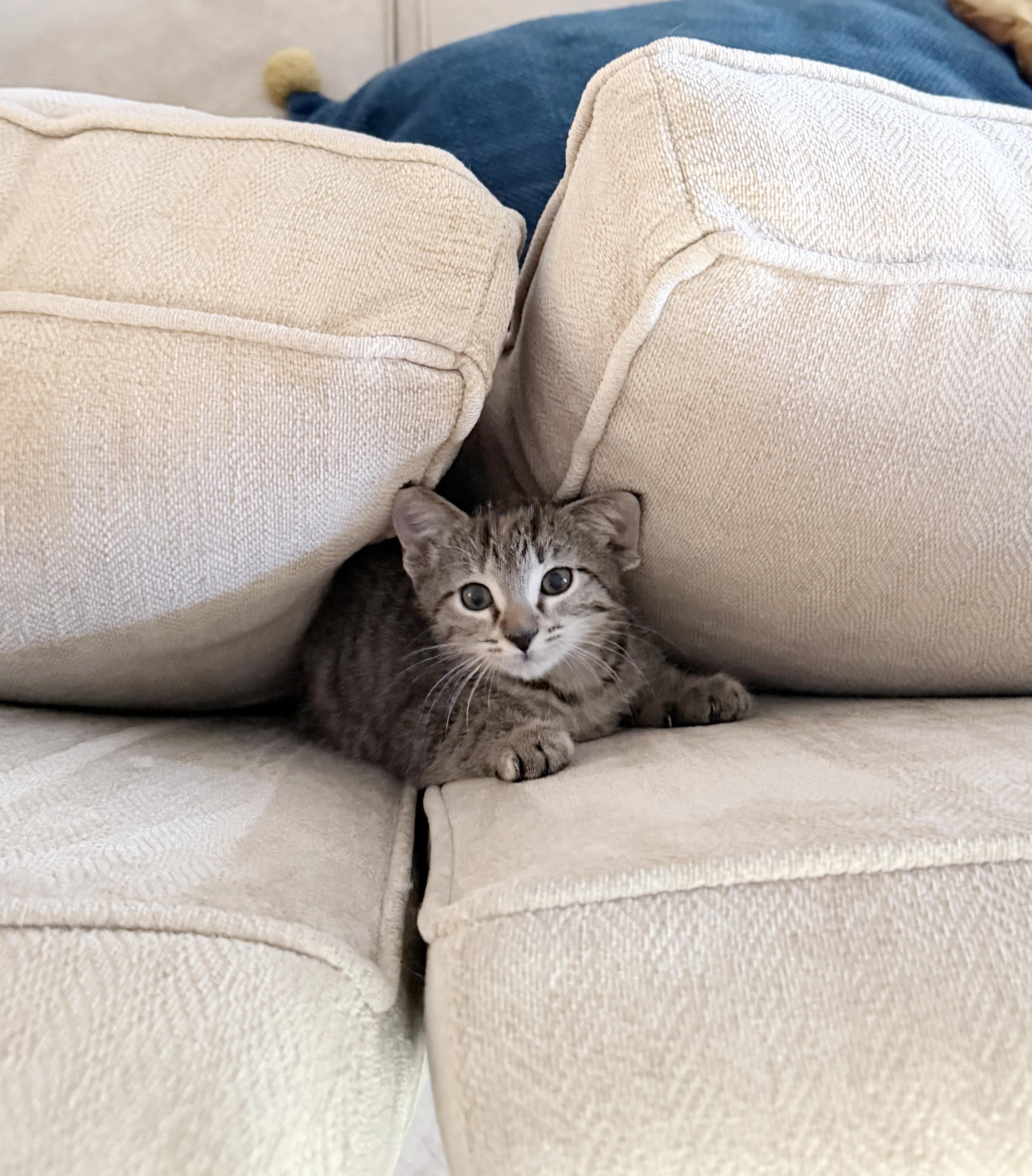 Hermione, a Adoptable mixed breed in Lake Monroe, FL image 2/4