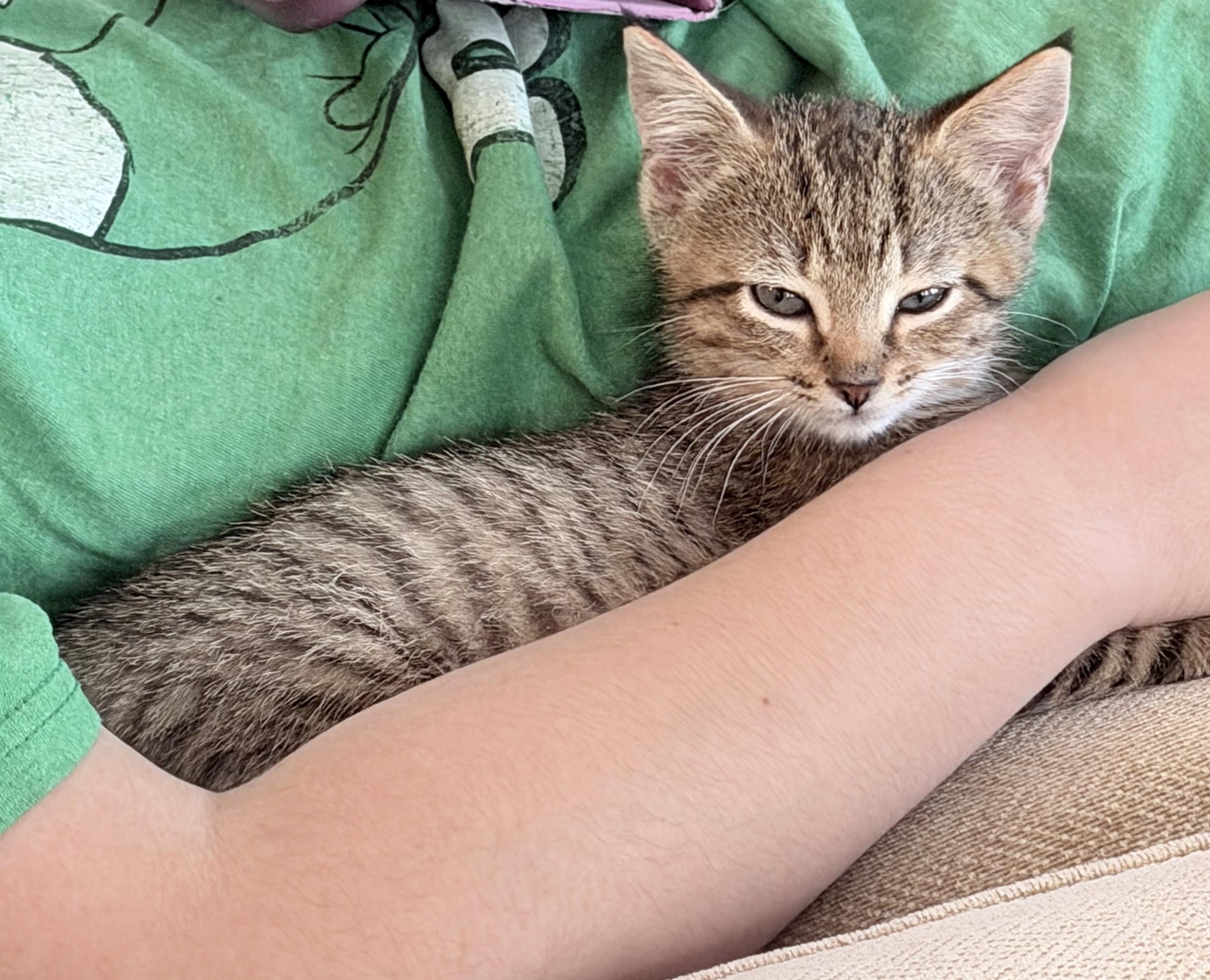 Hermione, a Adoptable mixed breed in Lake Monroe, FL image 3/4