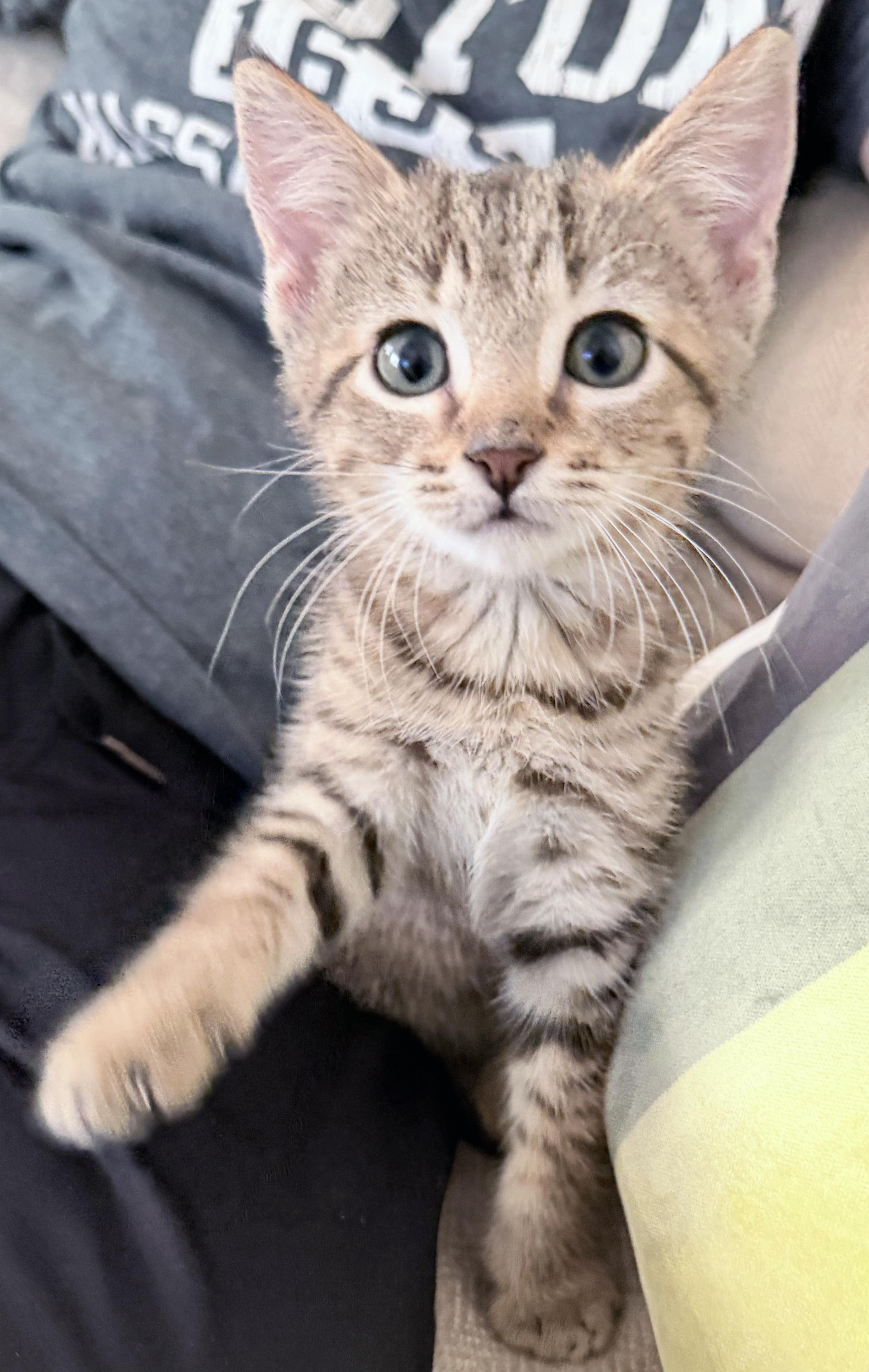 Hermione, a Adoptable mixed breed in Lake Monroe, FL image 1/4