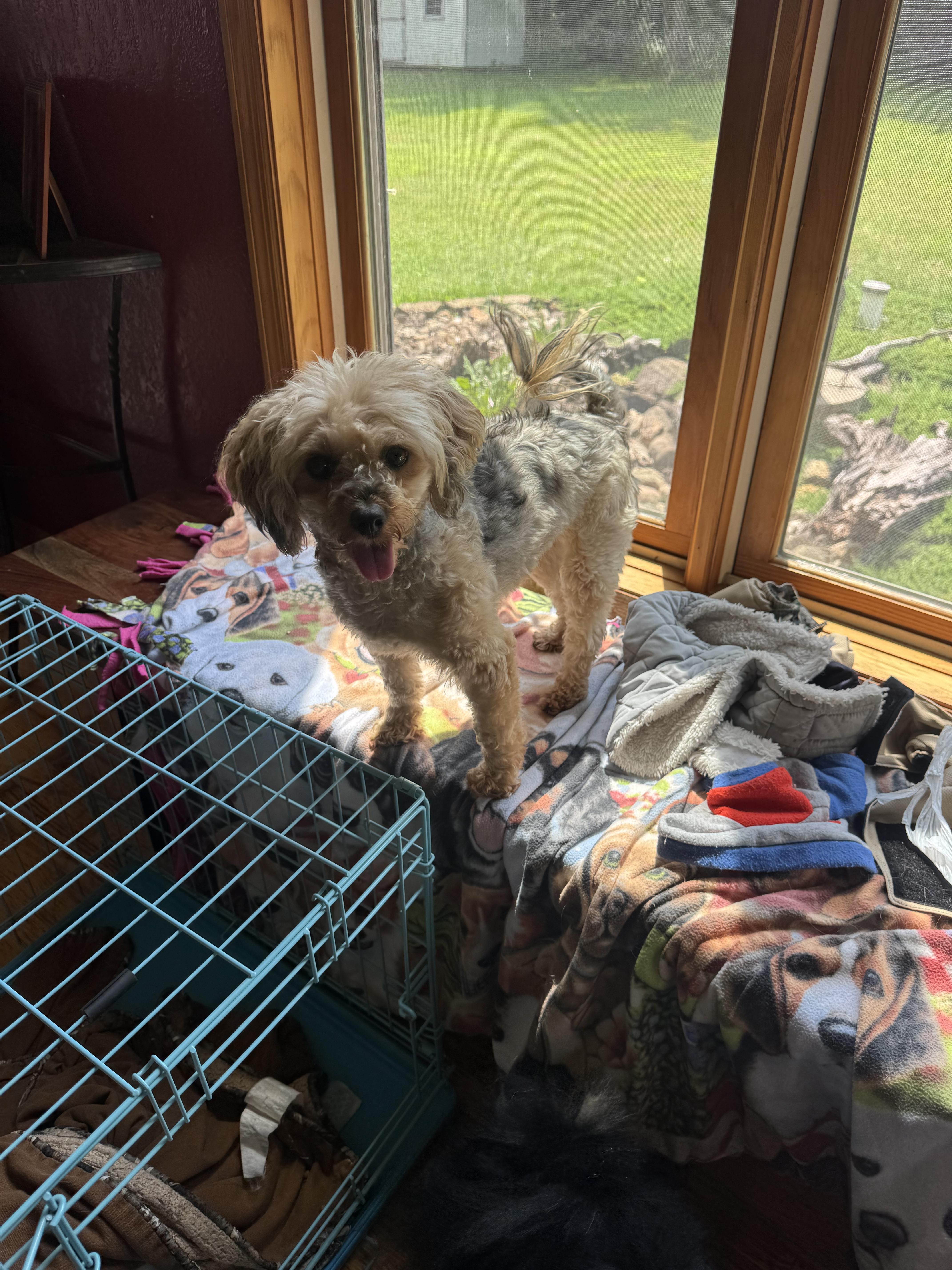 Enlarge Bear, a ADOPTABLE mixed breed in Glenwood City, WI image 2/5