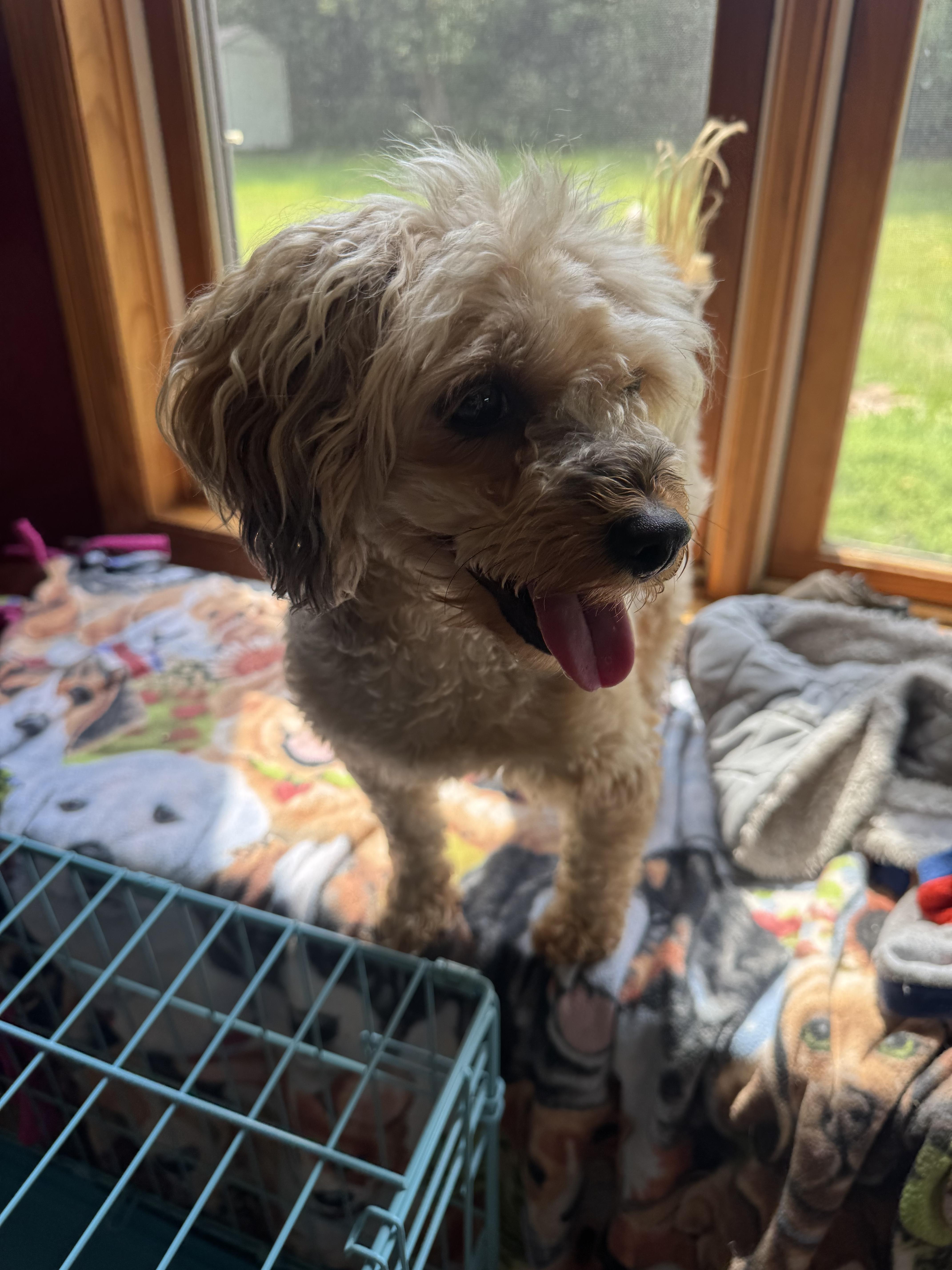 Enlarge Bear, a ADOPTABLE mixed breed in Glenwood City, WI image 4/5