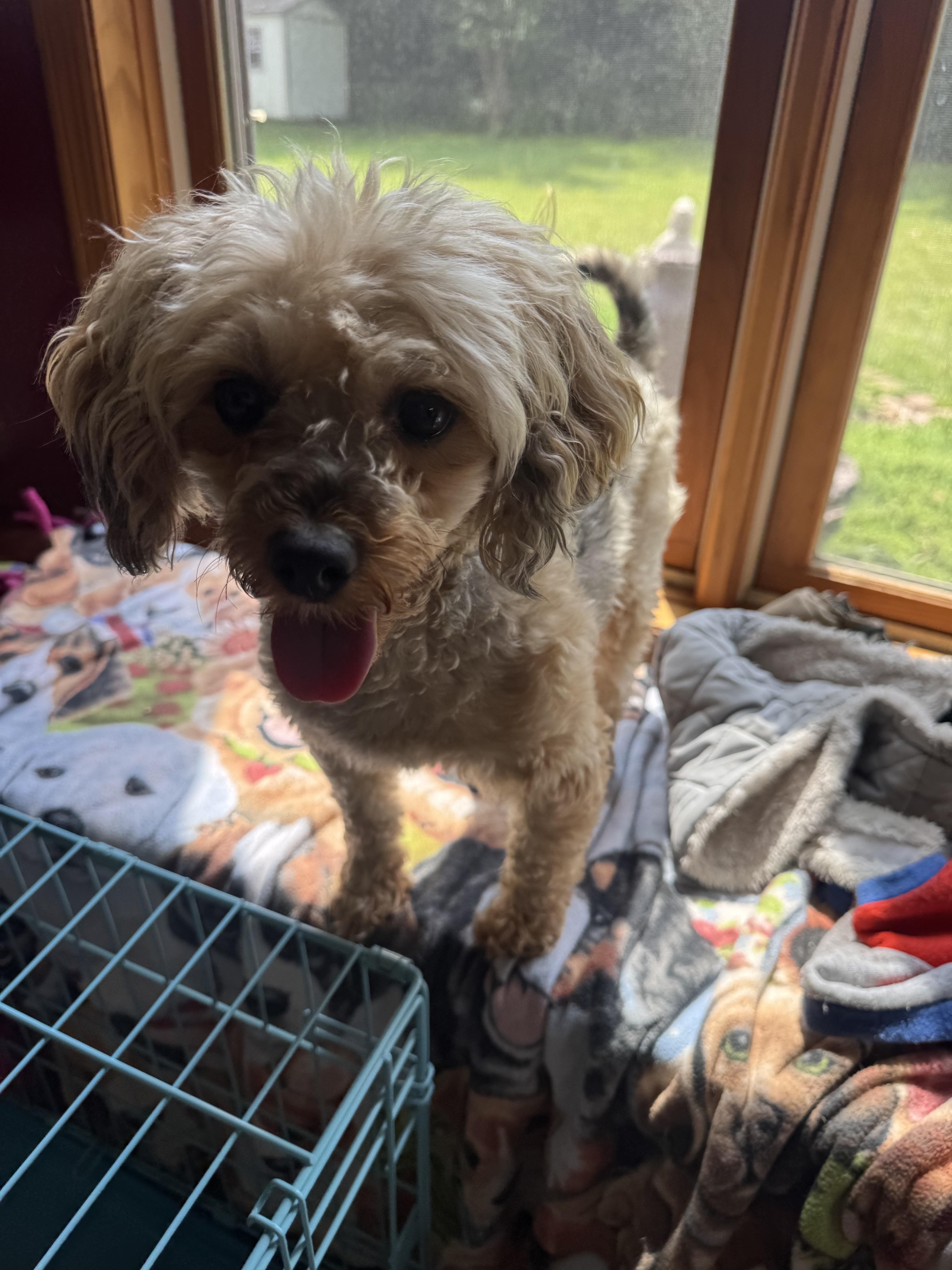 Enlarge Bear, a ADOPTABLE mixed breed in Glenwood City, WI image 5/5