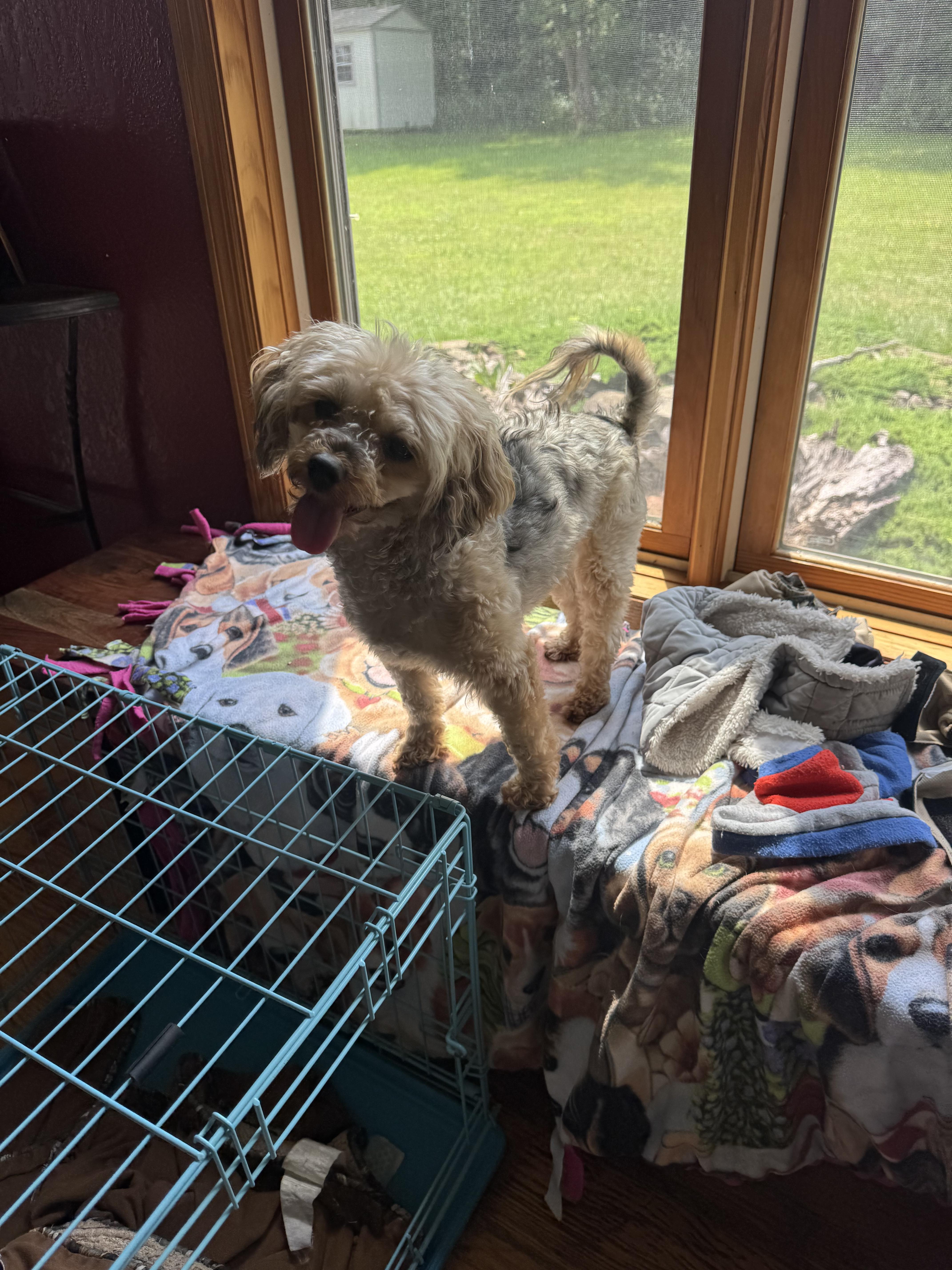 Enlarge Bear, a ADOPTABLE mixed breed in Glenwood City, WI image 1/5