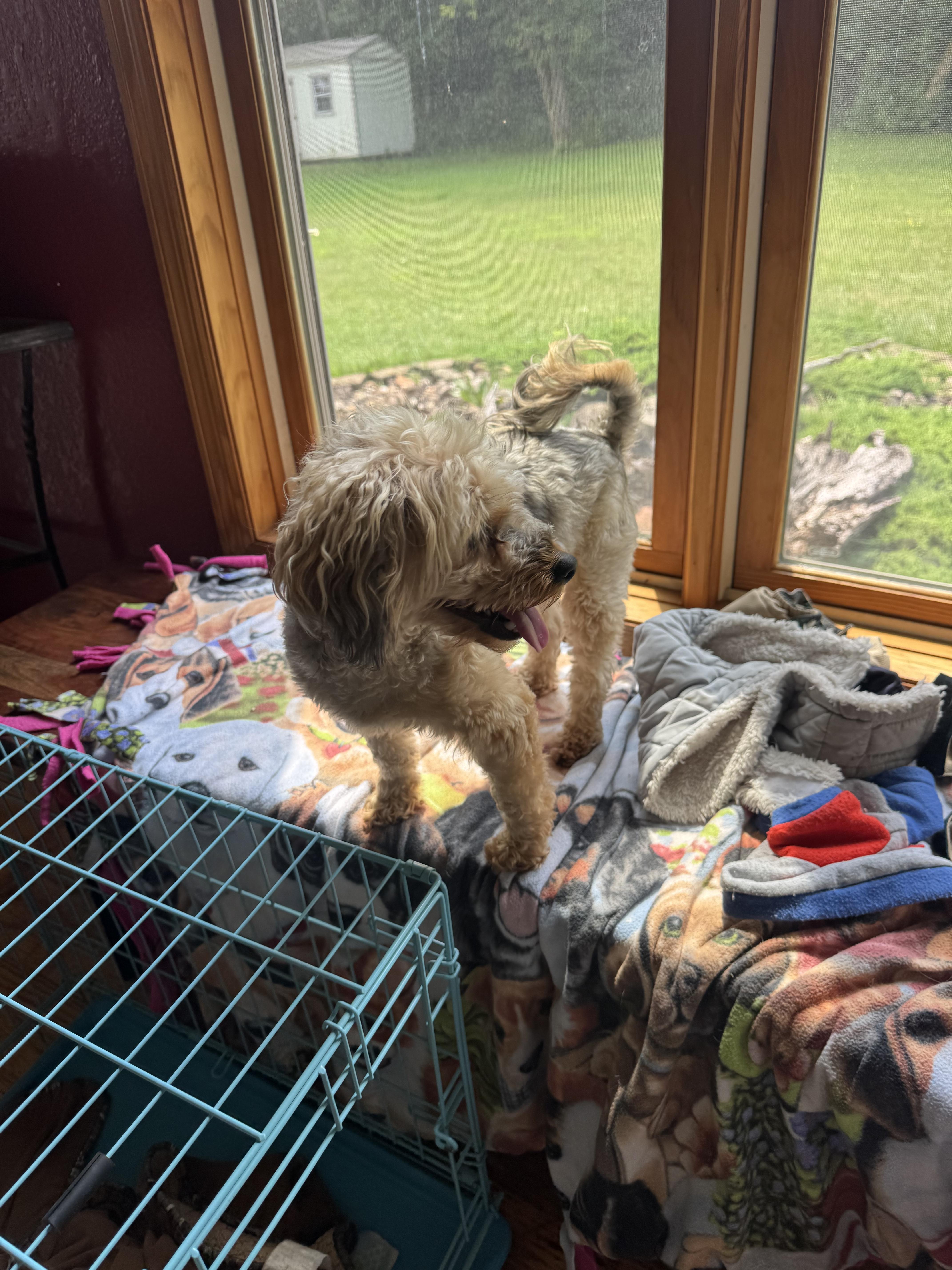 Enlarge Bear, a ADOPTABLE mixed breed in Glenwood City, WI image 3/5