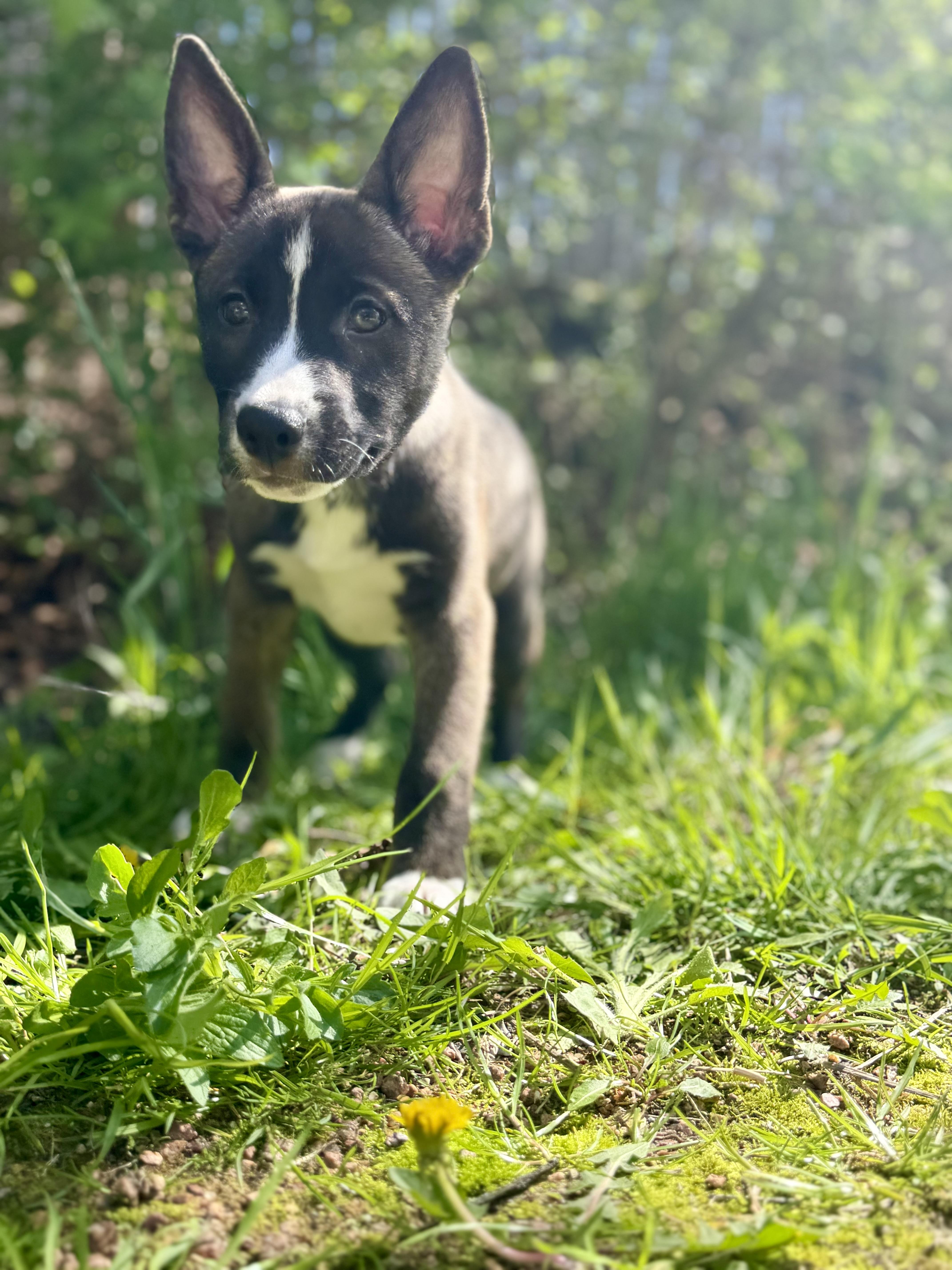 Enlarge Cali, a ADOPTABLE mixed breed in Muskego, WI image 5/5