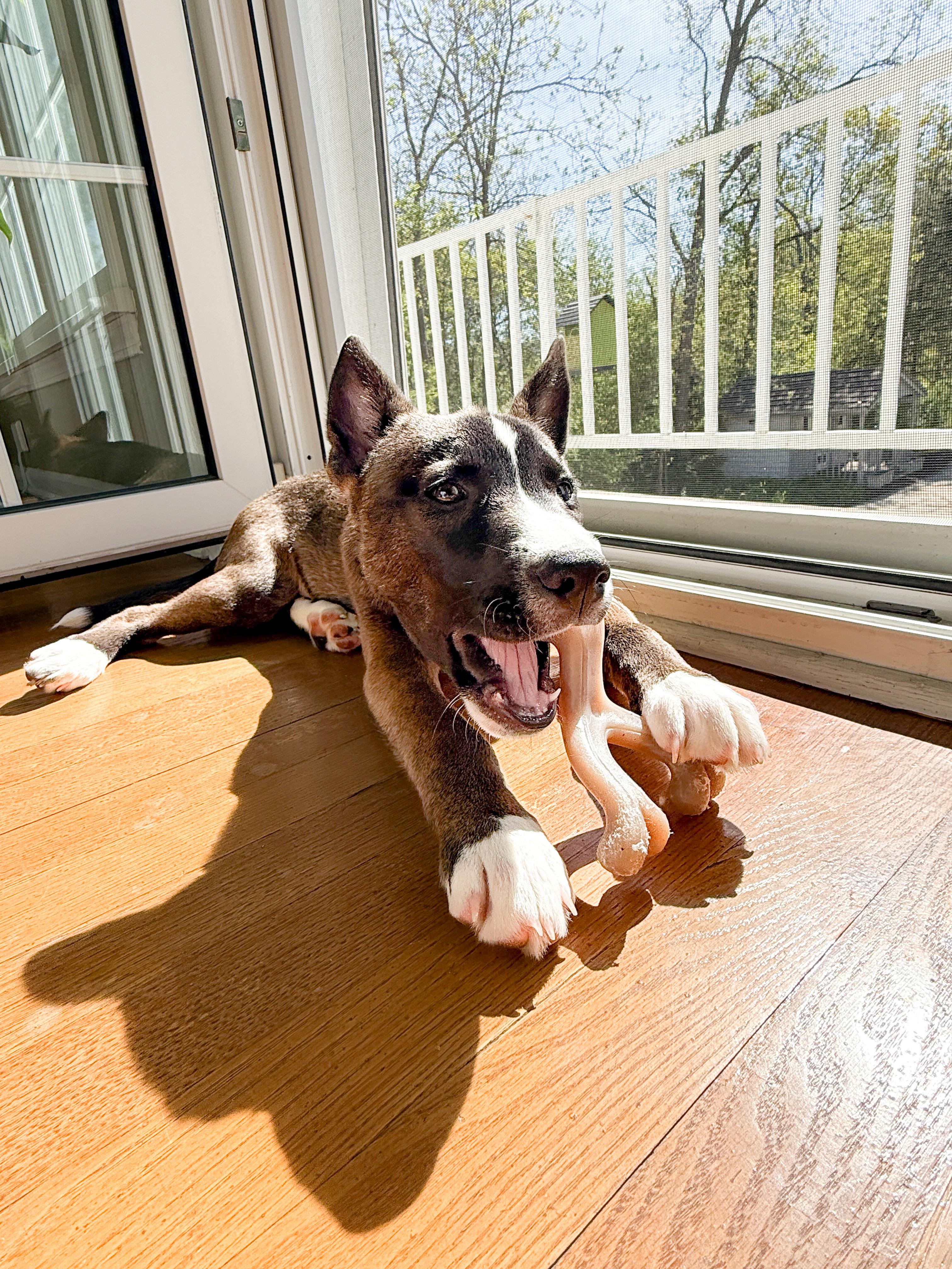Enlarge Cali, a ADOPTABLE mixed breed in Muskego, WI image 3/5
