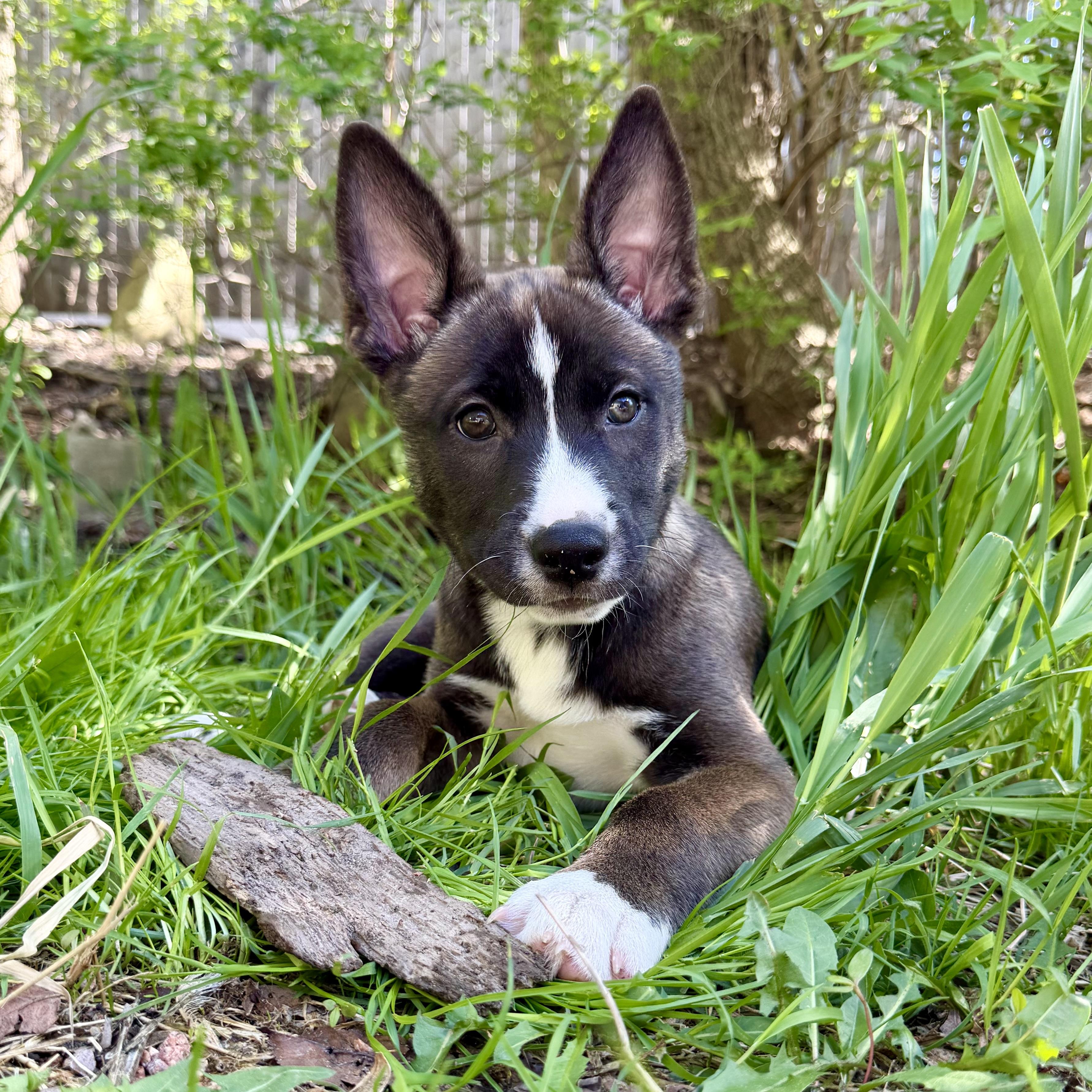 Enlarge Cali, a ADOPTABLE mixed breed in Muskego, WI image 4/5